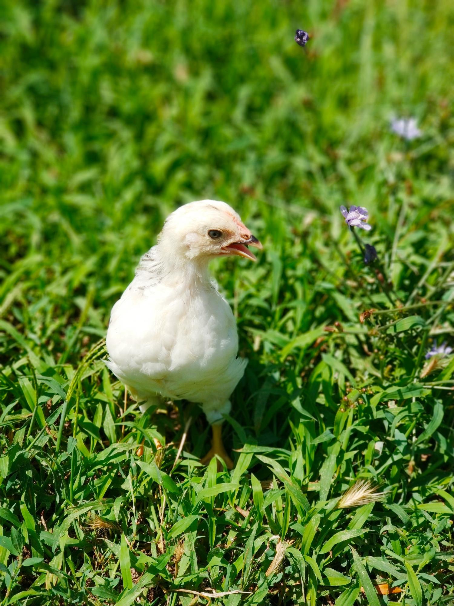 Адлерская серебристая породные цыплята. - фотография № 2