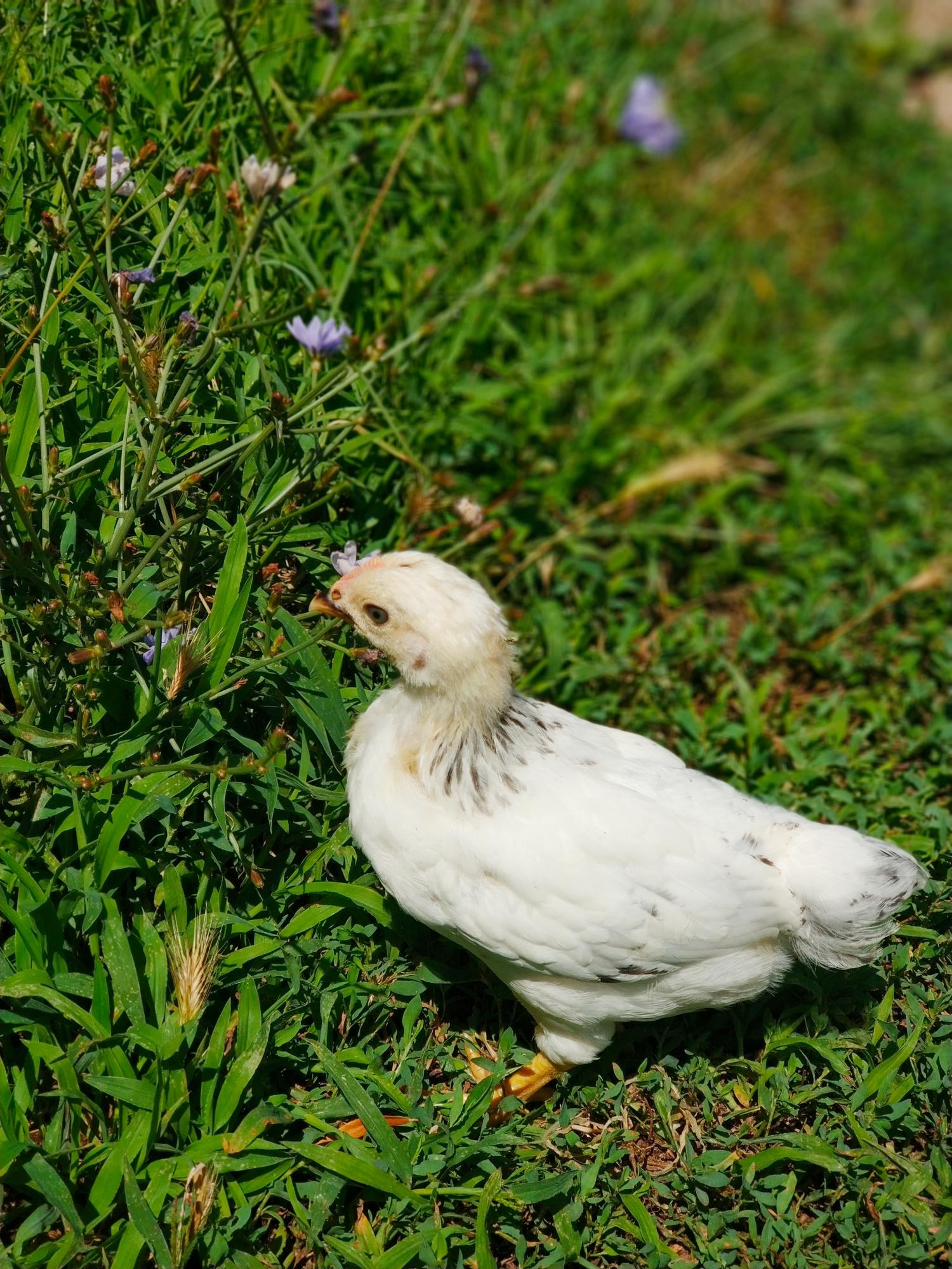 Адлерская серебристая породные цыплята. - фотография № 3