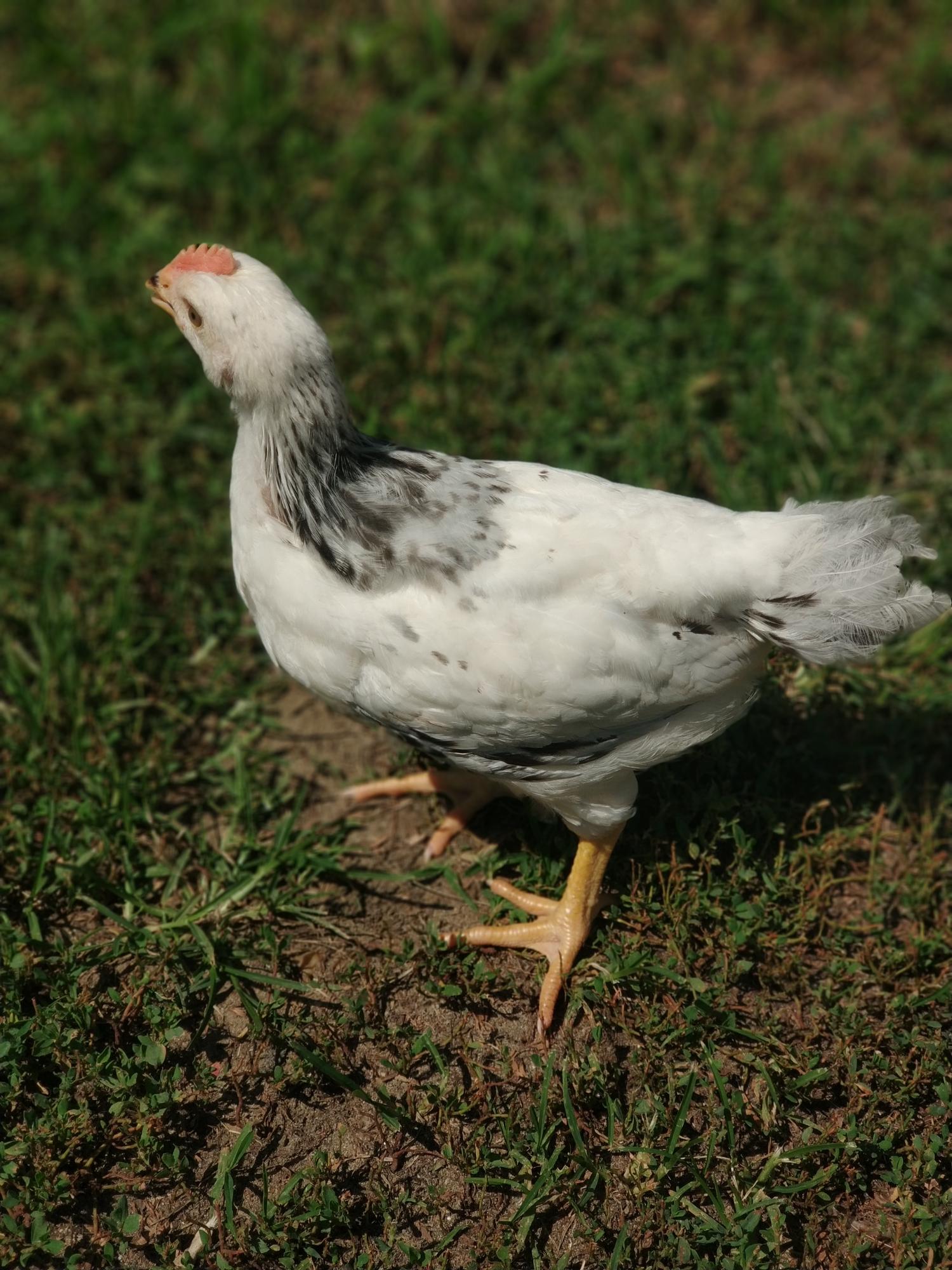 Адлерская серебристая породные цыплята. - фотография № 4