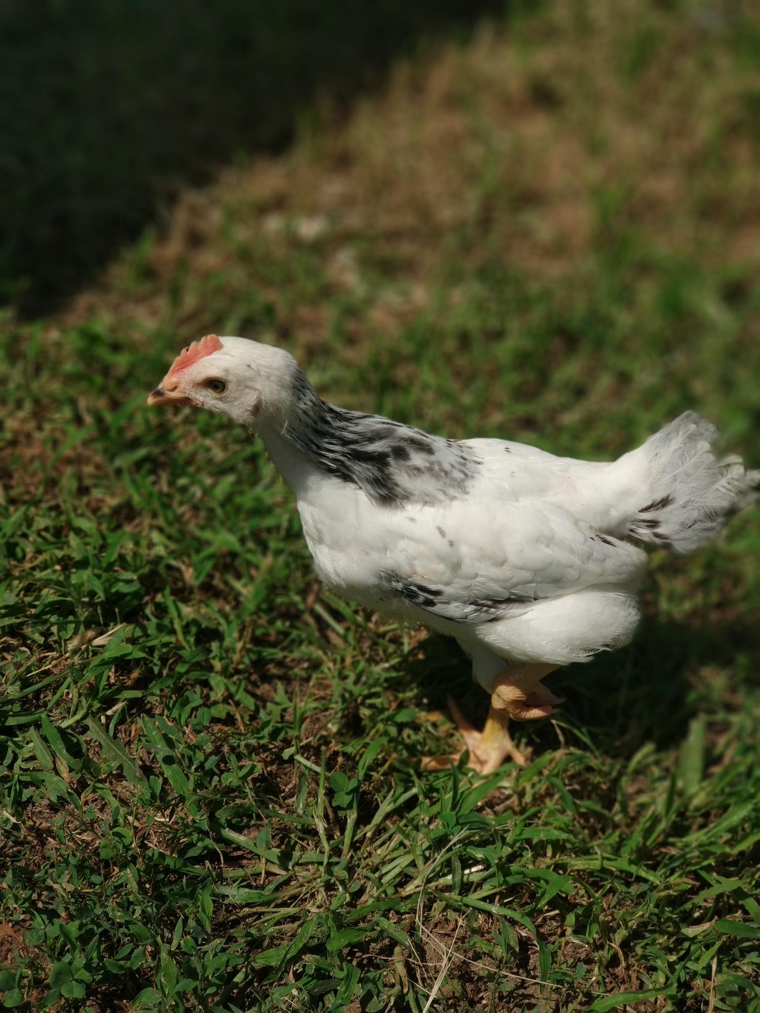 Адлерская серебристая породные цыплята. - фотография № 5