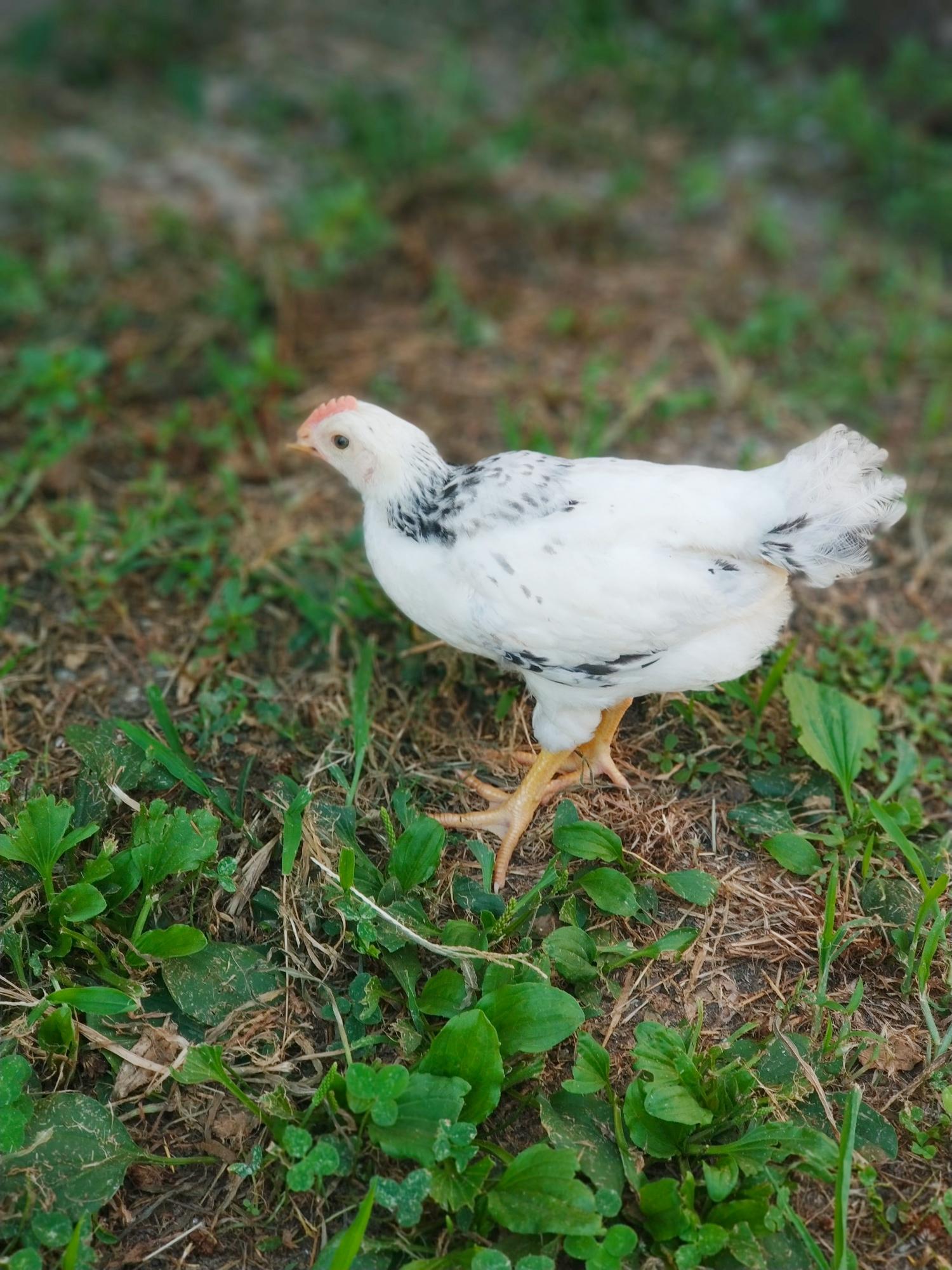 Адлерская серебристая породные цыплята. - фотография № 6