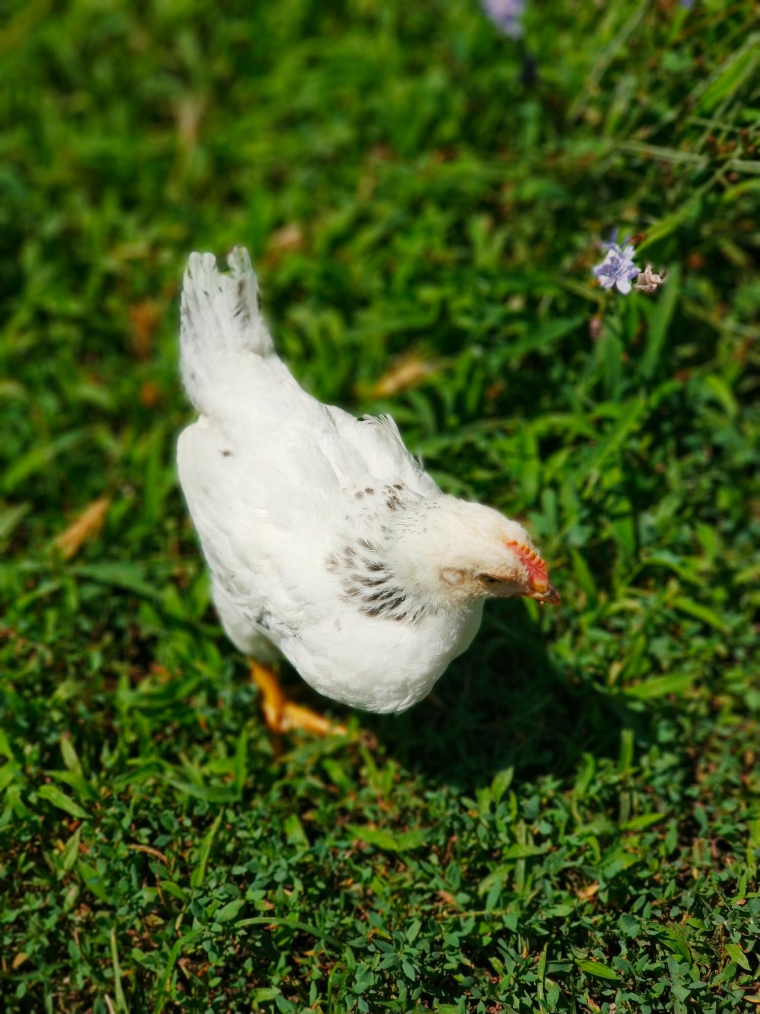 Адлерская серебристая породные цыплята. - фотография № 7