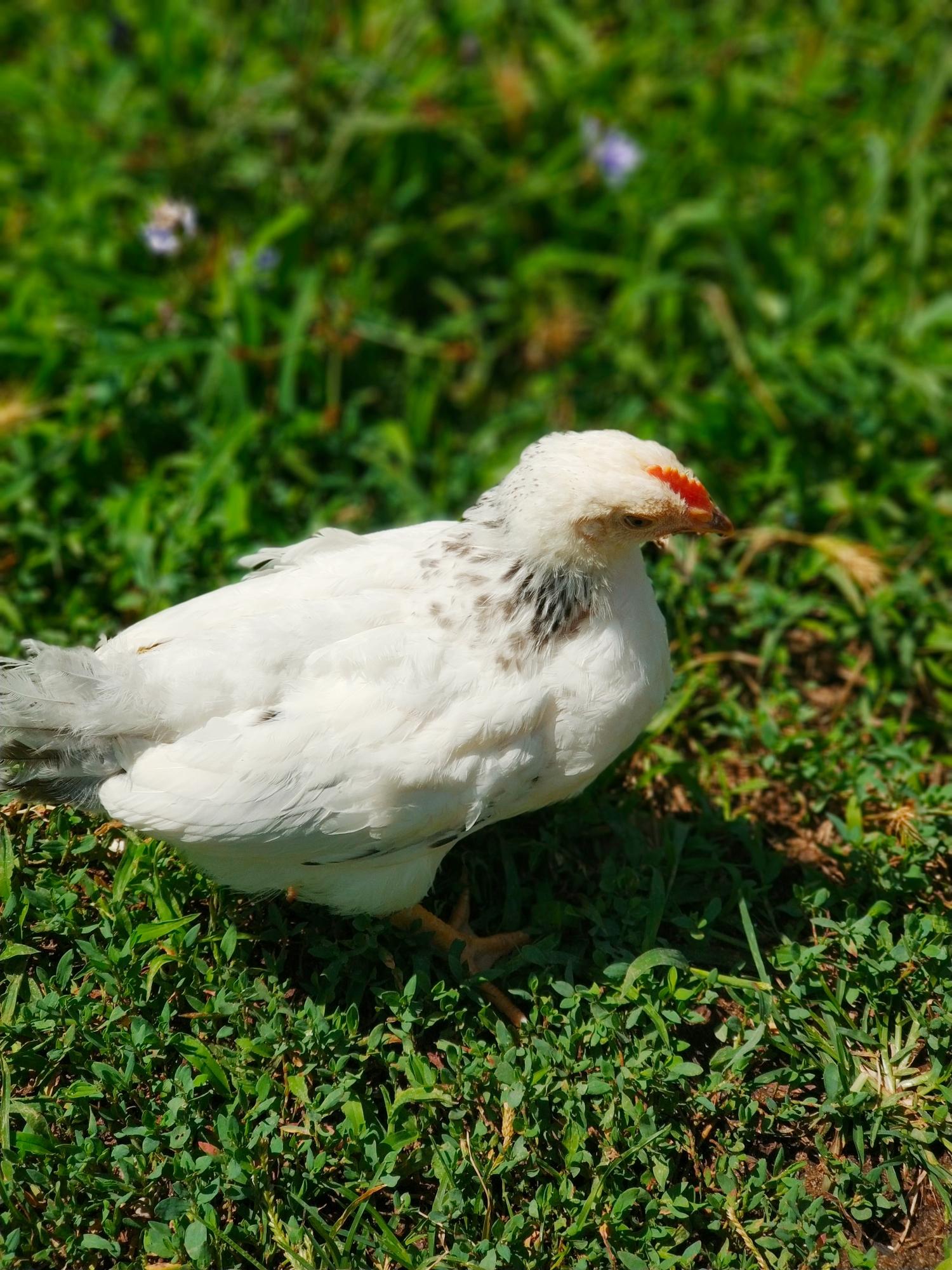 Адлерская серебристая породные цыплята. - фотография № 8