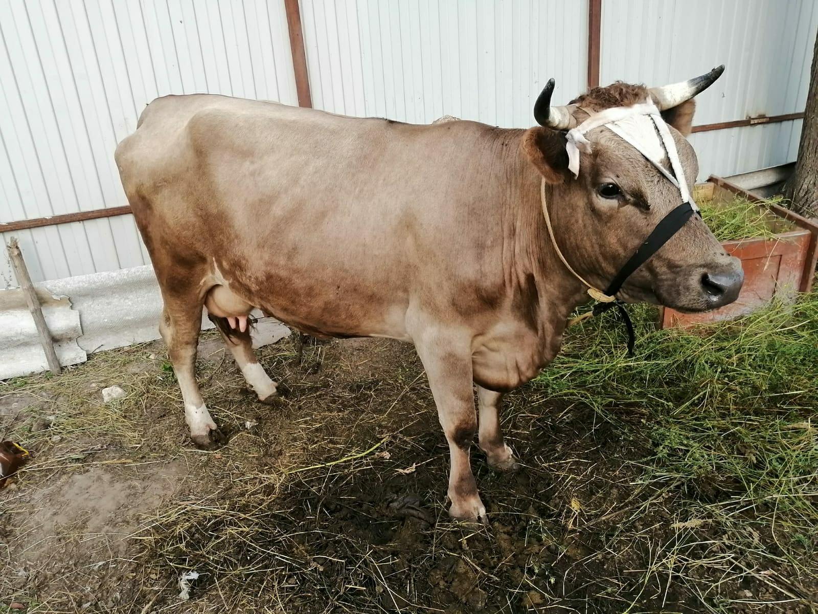 Корова - фотография № 3