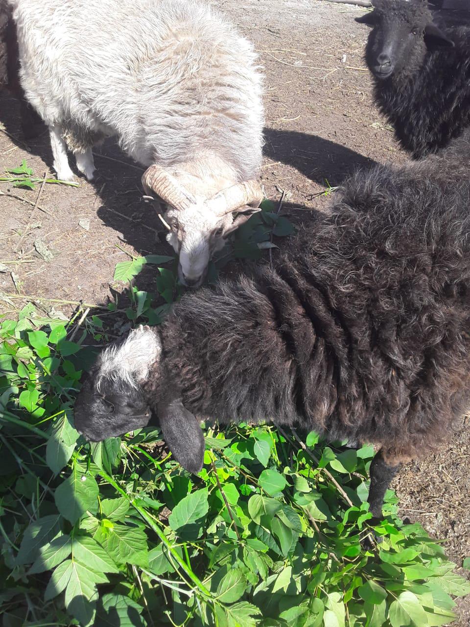 Продам барана и овечек - фотография № 3