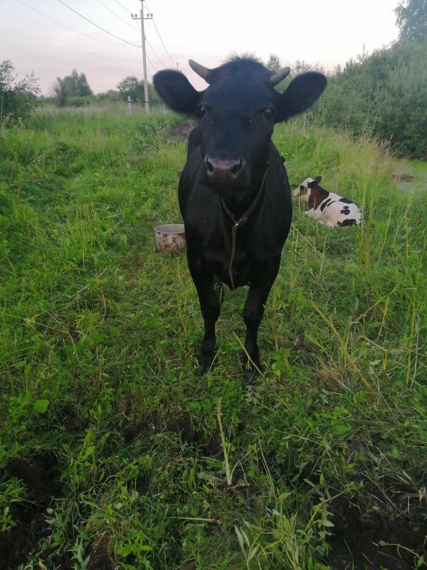 Корова - фотография № 4