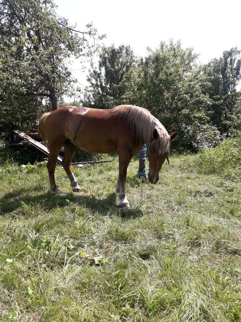 Лошадь Кобыла - фотография № 2