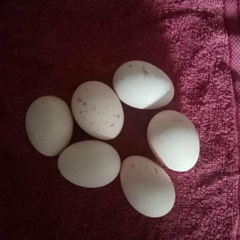 Инкубационные яйца мильфлер