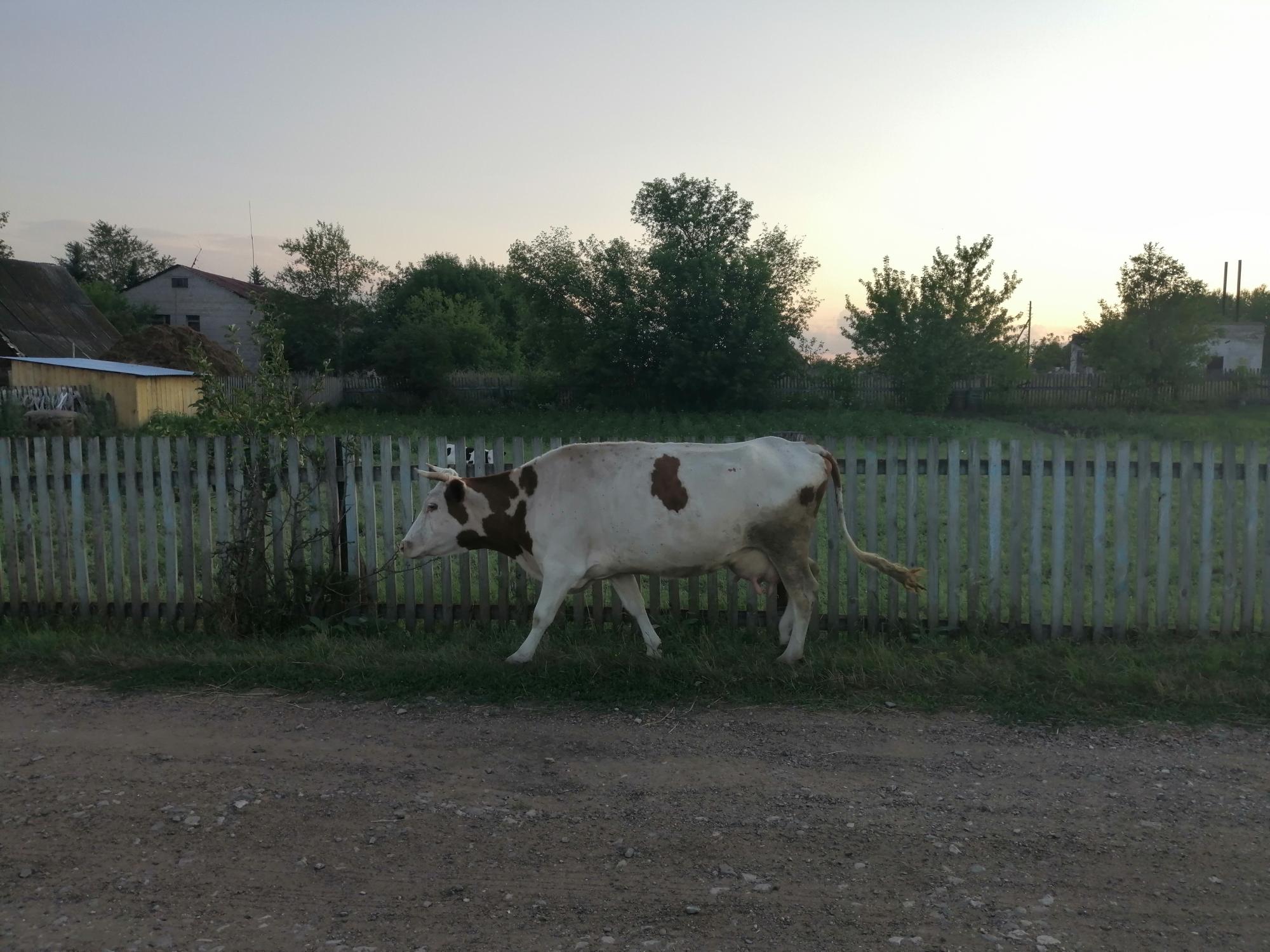 Корова дёшево - фотография № 3