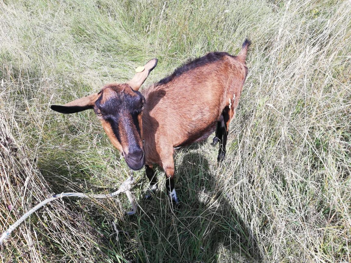 Чешкая коза - фотография № 4
