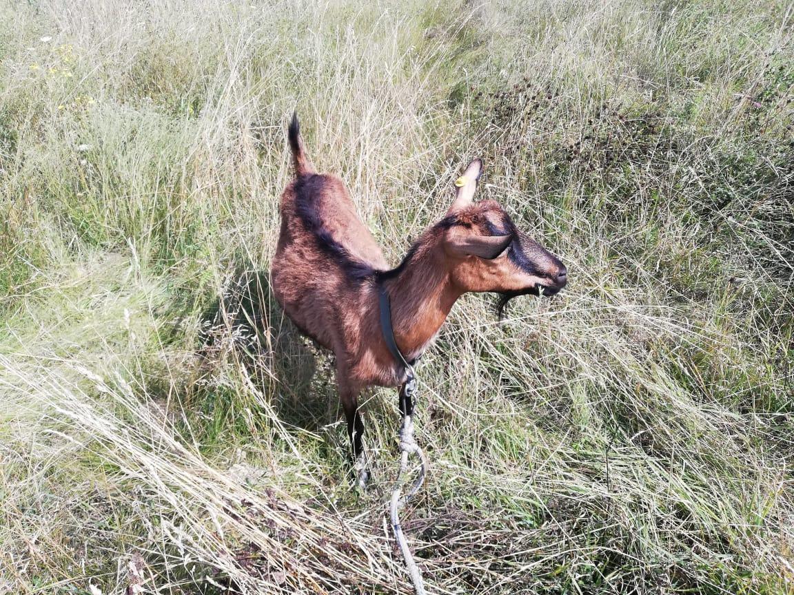 Чешкая коза - фотография № 1