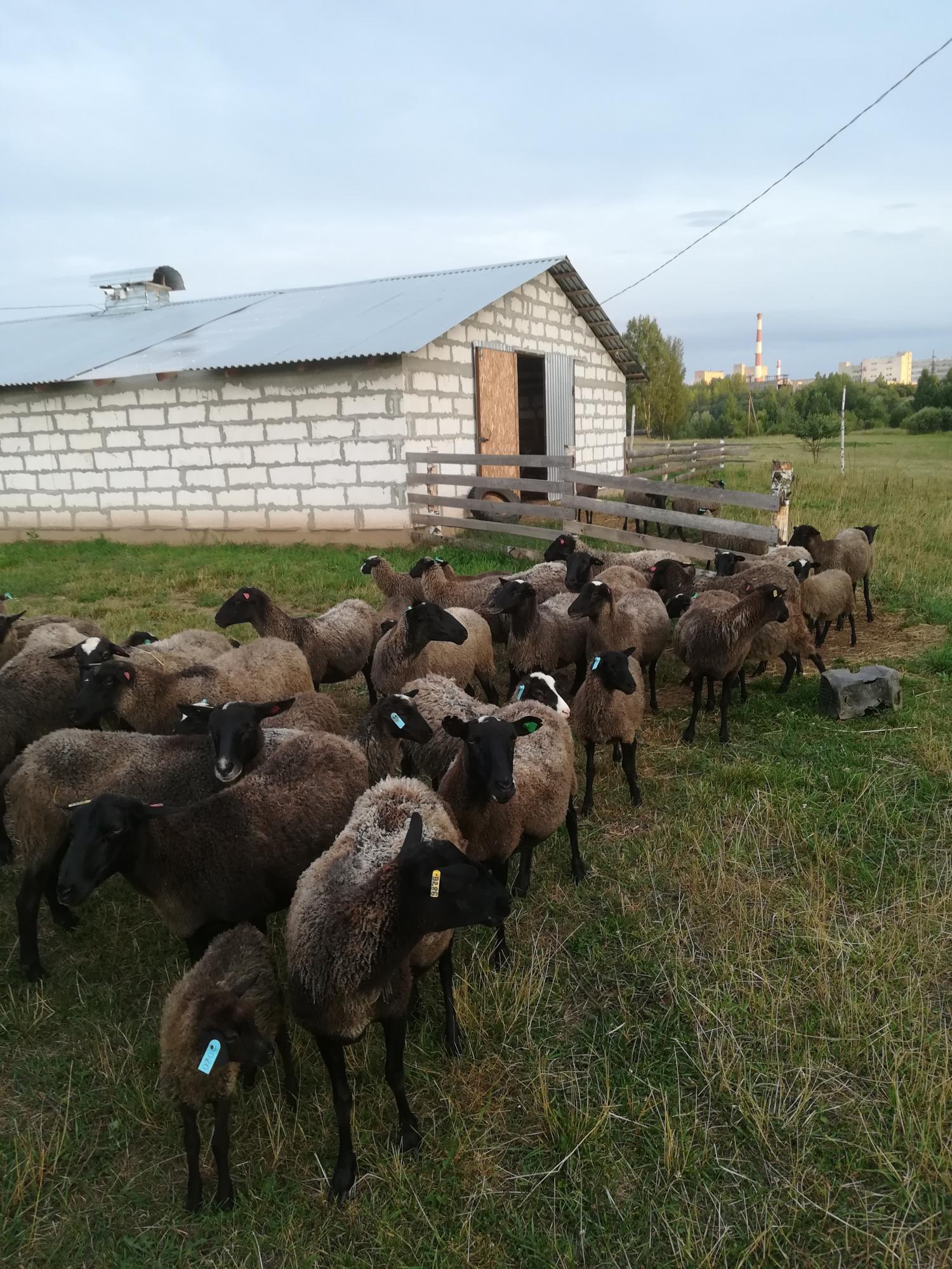 Ягнята, овцы, бараны - фотография № 1