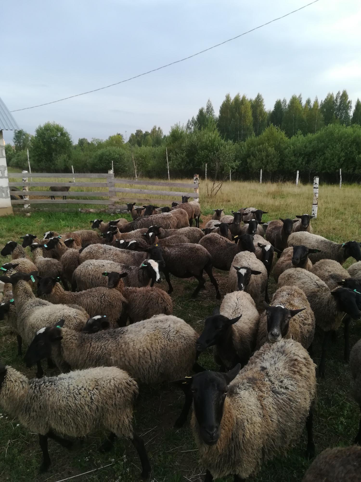 Ягнята, овцы, бараны - фотография № 2