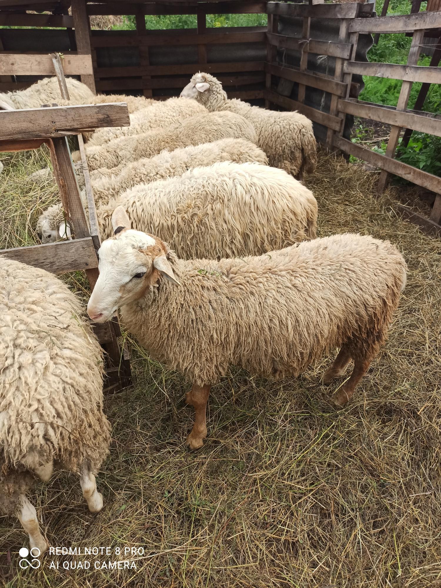 Баранчик и овца курдючная - фотография № 1