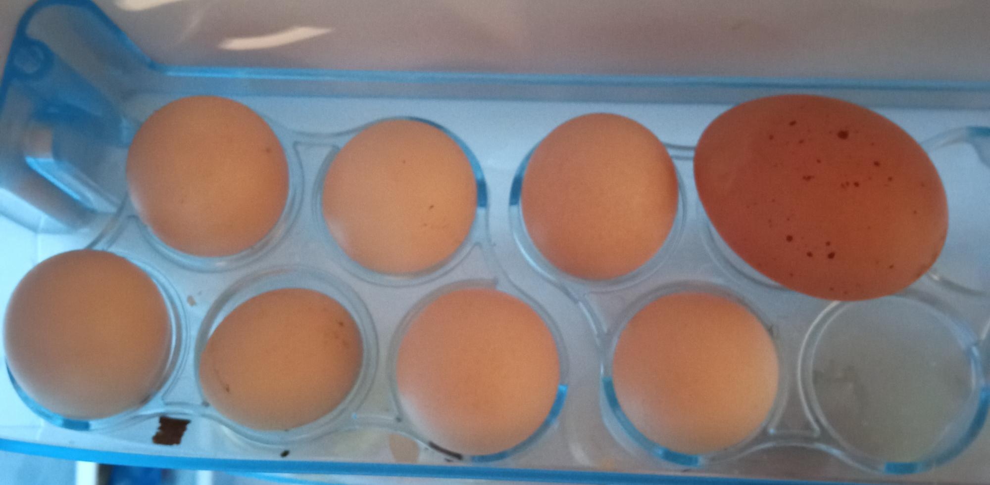Яйца Бентамки инкубационные - фотография № 1