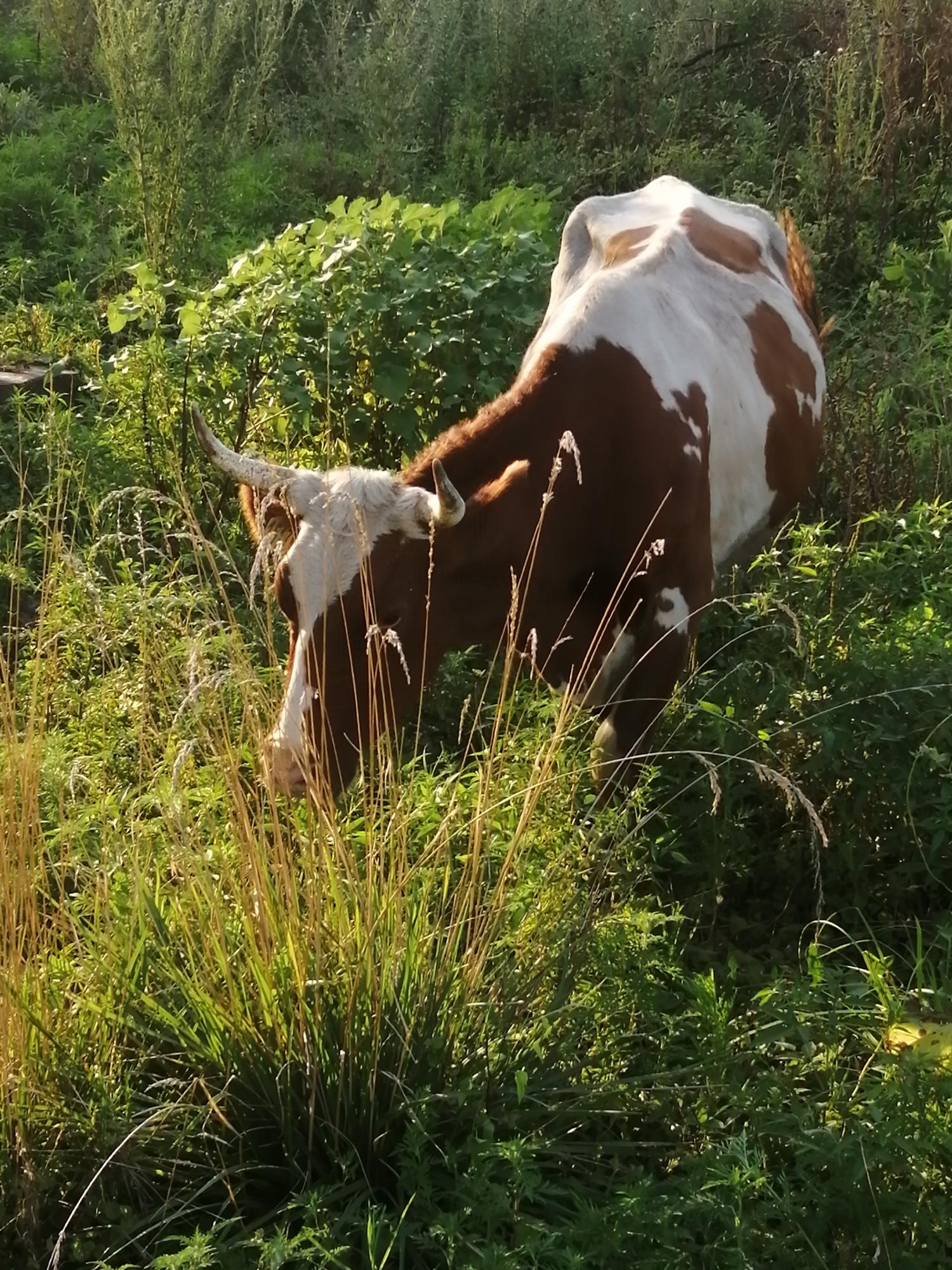 Айширская корова дойная - фотография № 1