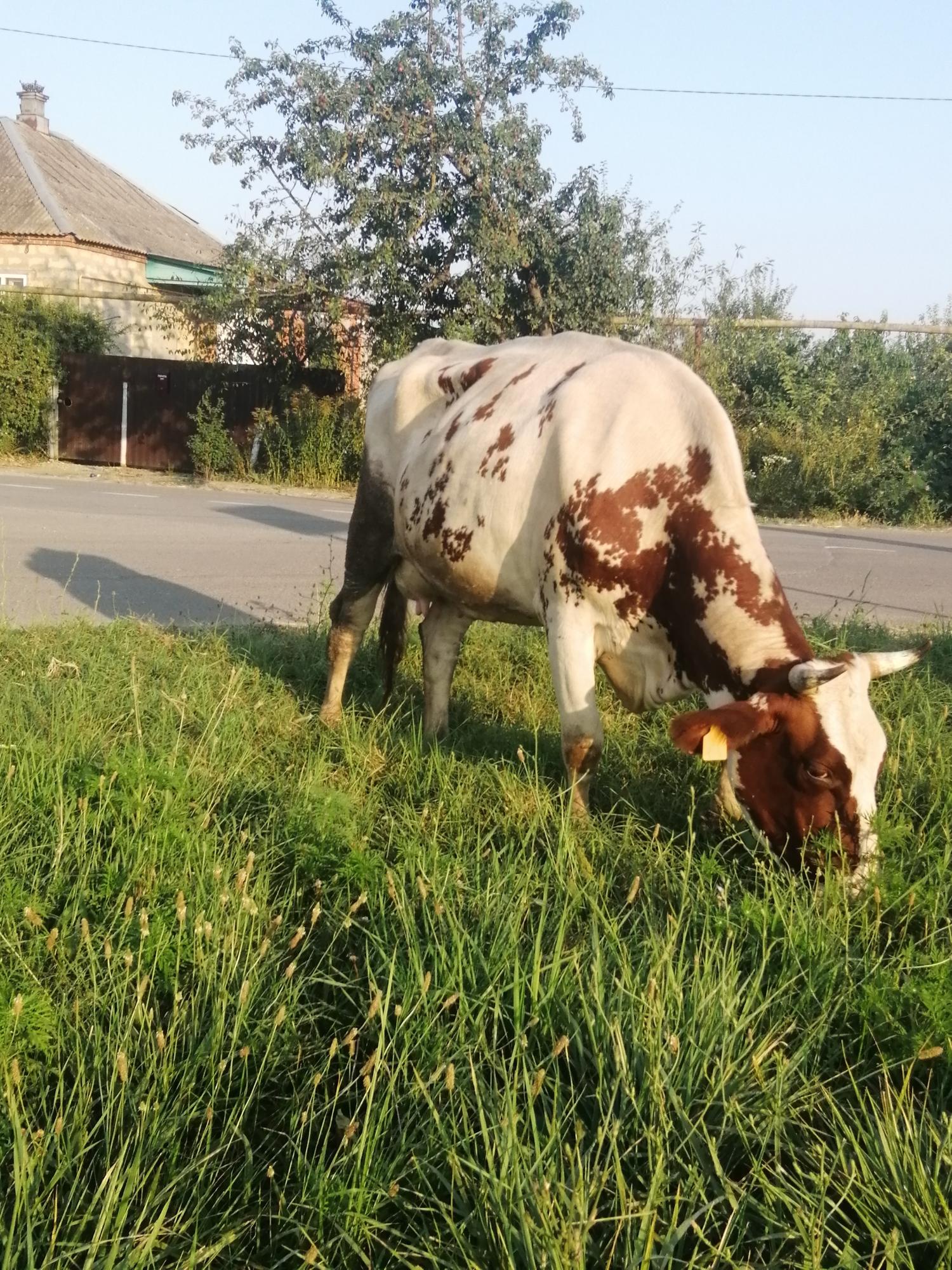 Айширская корова дойная - фотография № 3