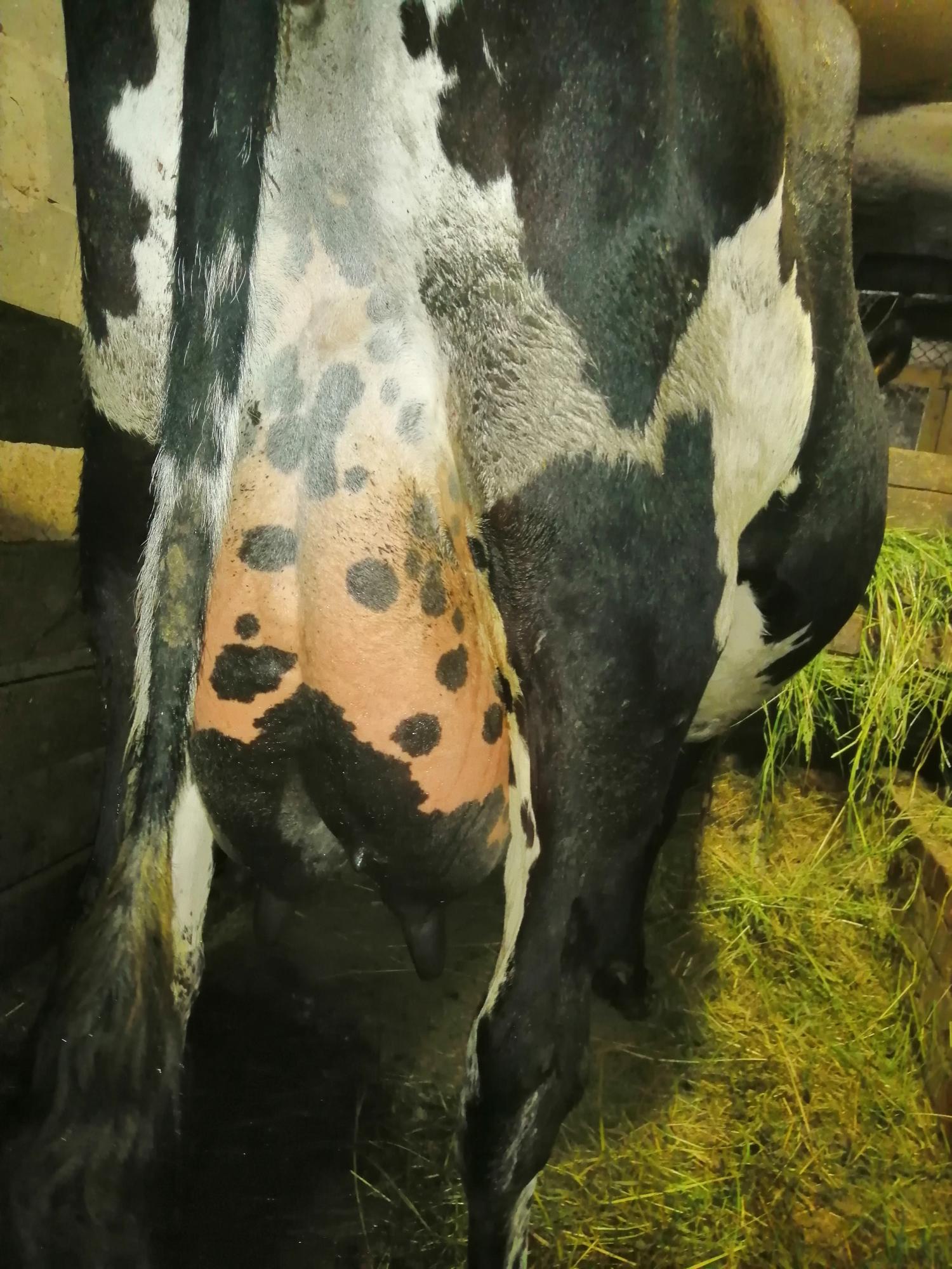 Айширская корова дойная - фотография № 4