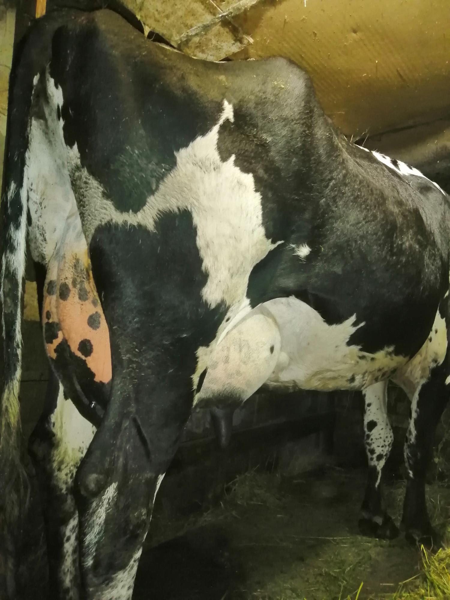 Айширская корова дойная - фотография № 5