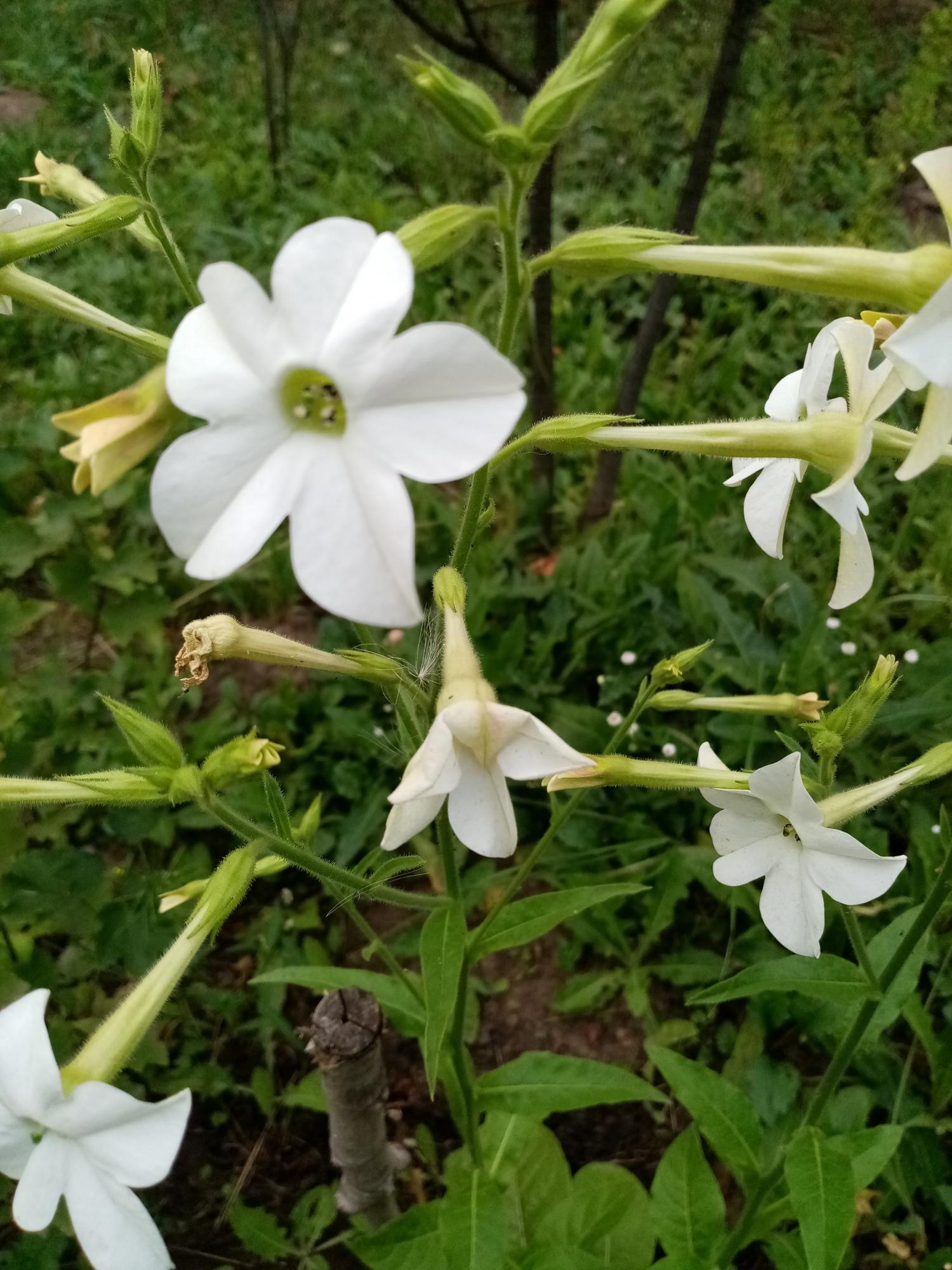 Табак душистый Nicotiana suaveolens