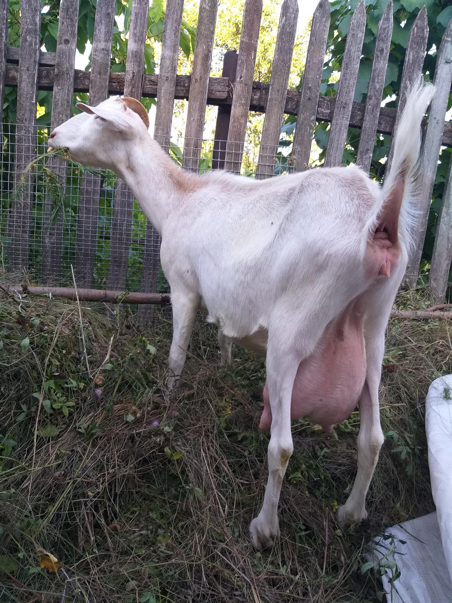 Нубийская коза - фотография № 3