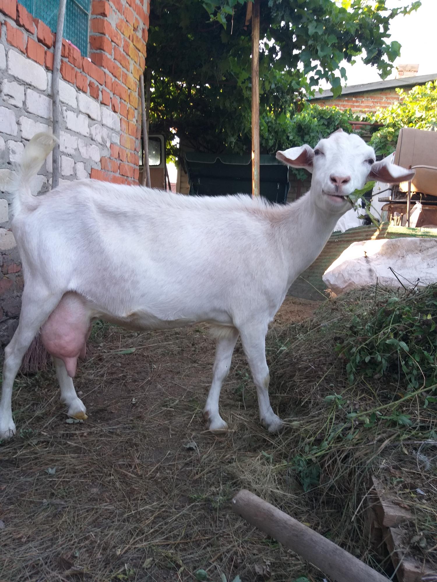 Нубийская коза - фотография № 1