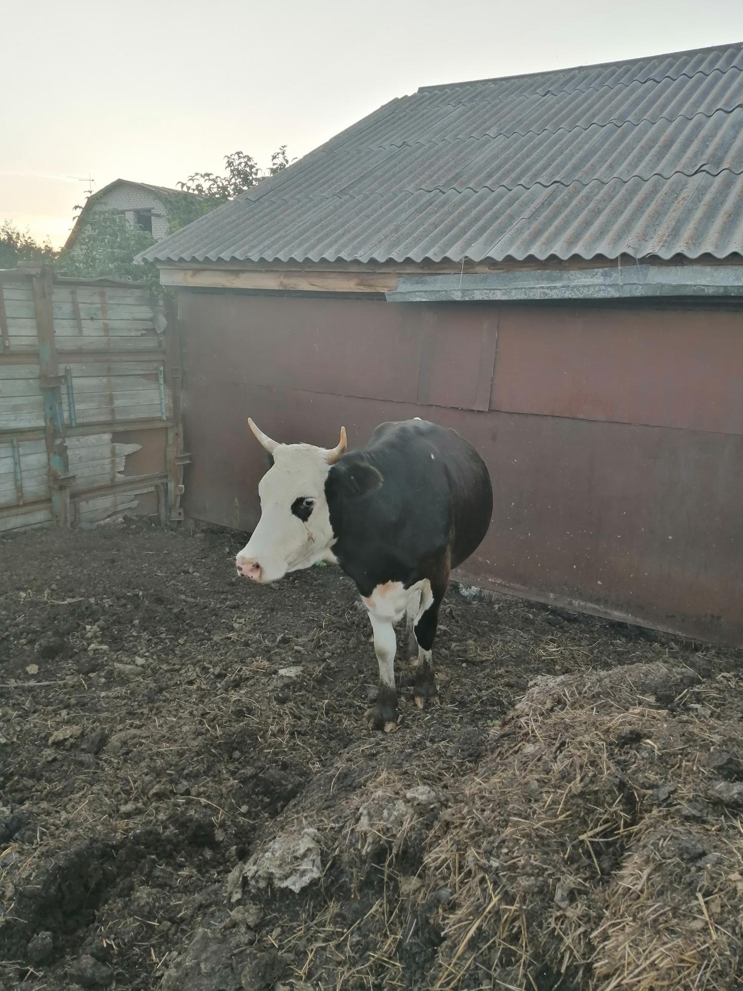 Продам корову, первотелок - фотография № 2