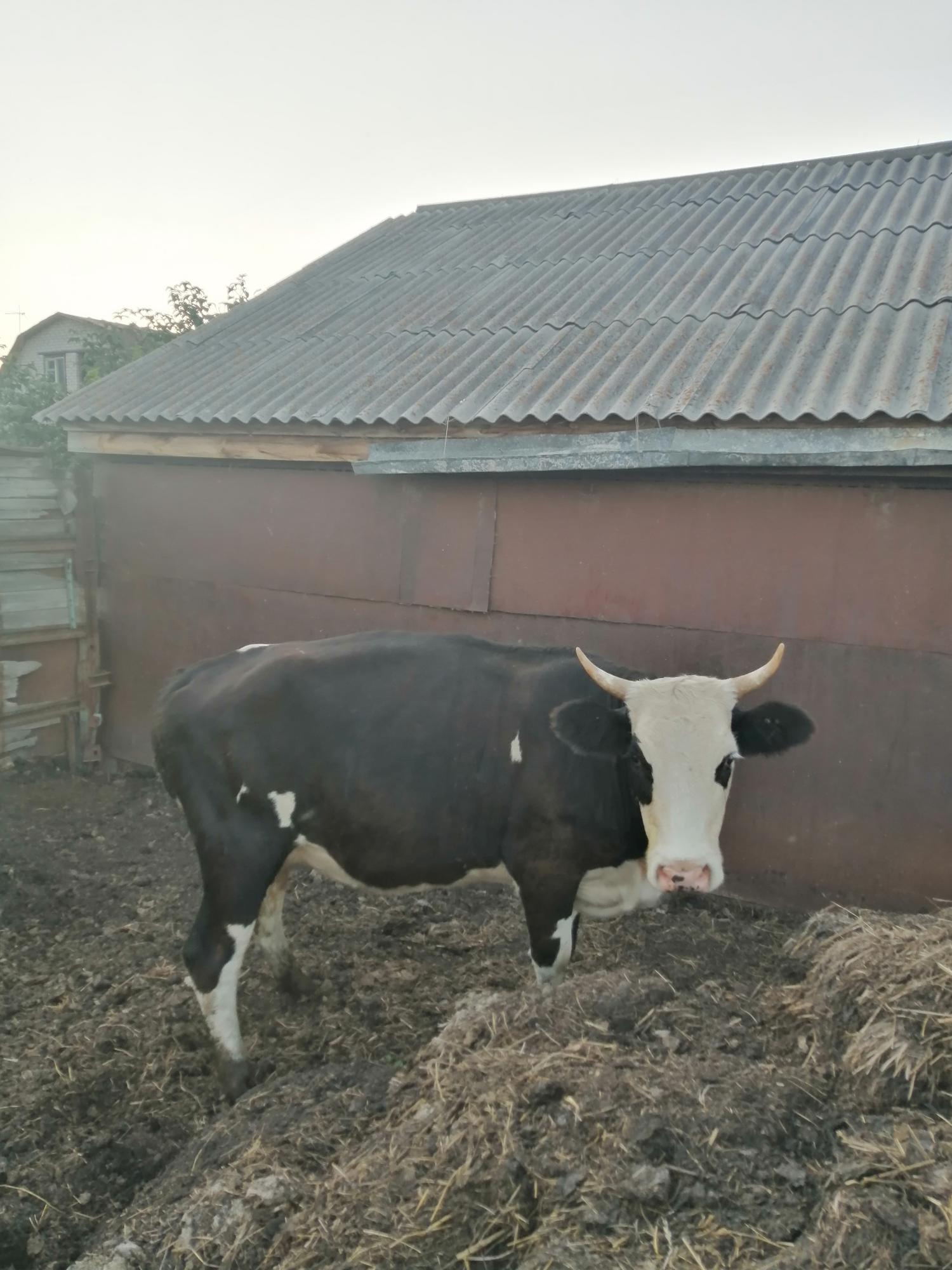 Продам корову, первотелок - фотография № 3