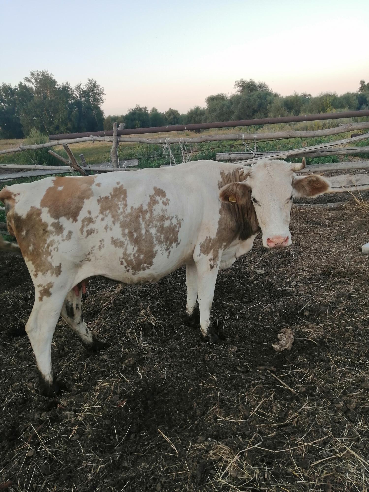 Продам корову, первотелок - фотография № 5