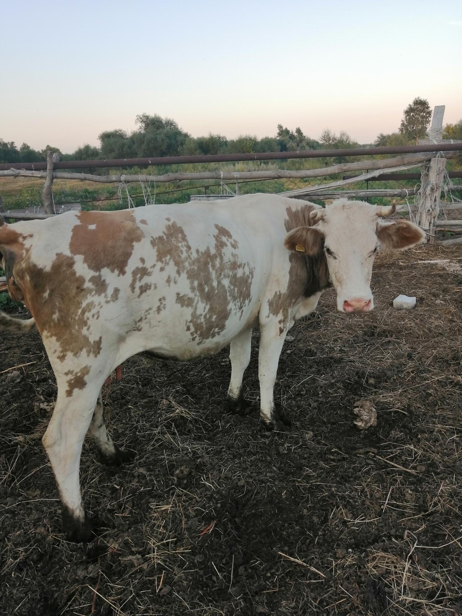 Продам корову, первотелок - фотография № 6