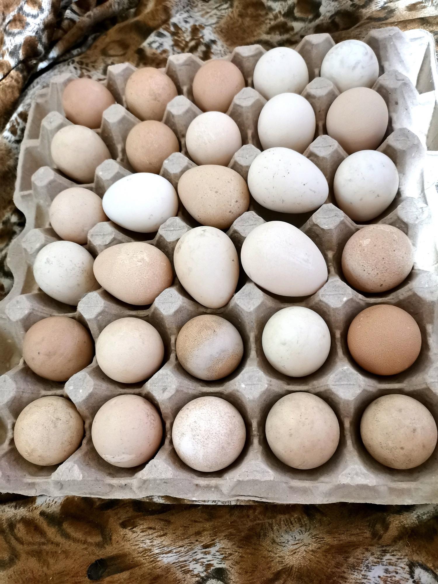 Яйца цесаринные