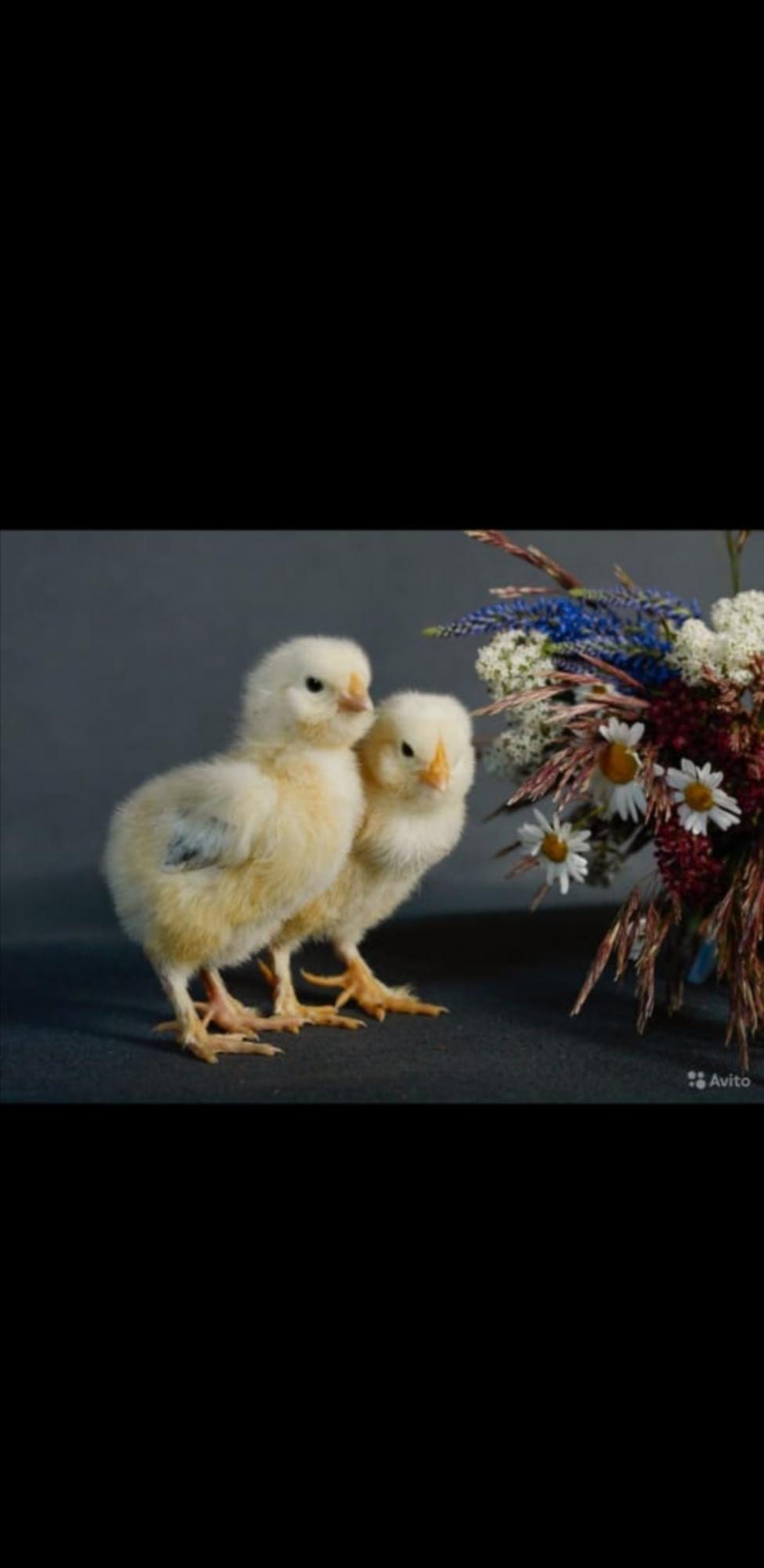Цыплята и инкубационное яйцо - фотография № 6