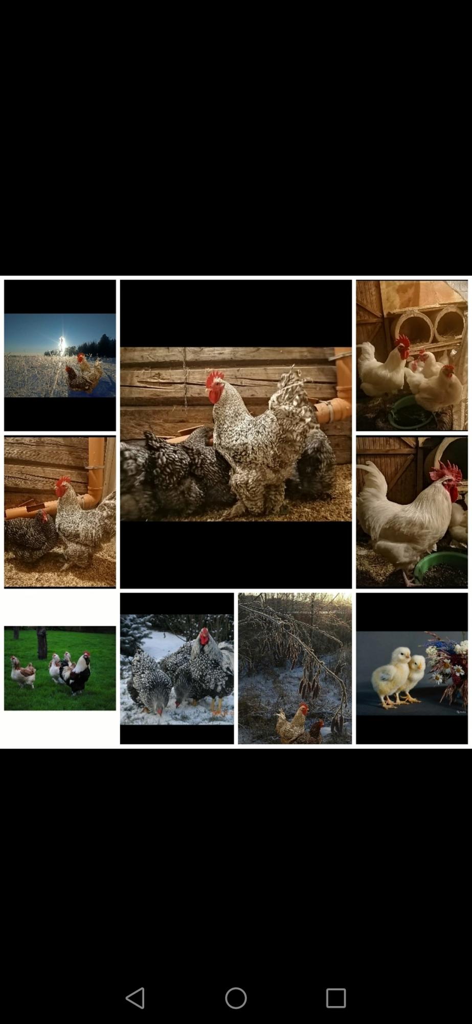 Цыплята и инкубационное яйцо - фотография № 8