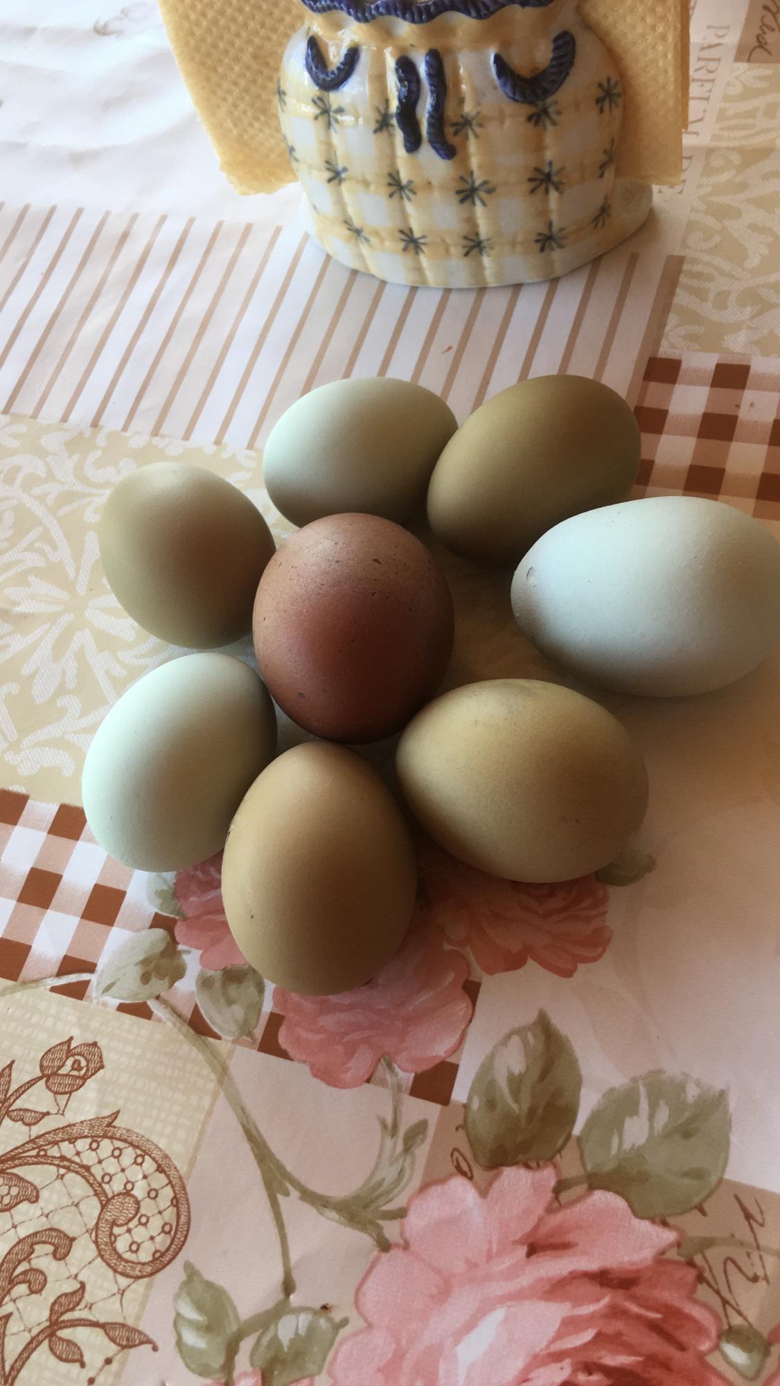 Яйцо инкубационное ухейилюй150₽ - фотография № 3