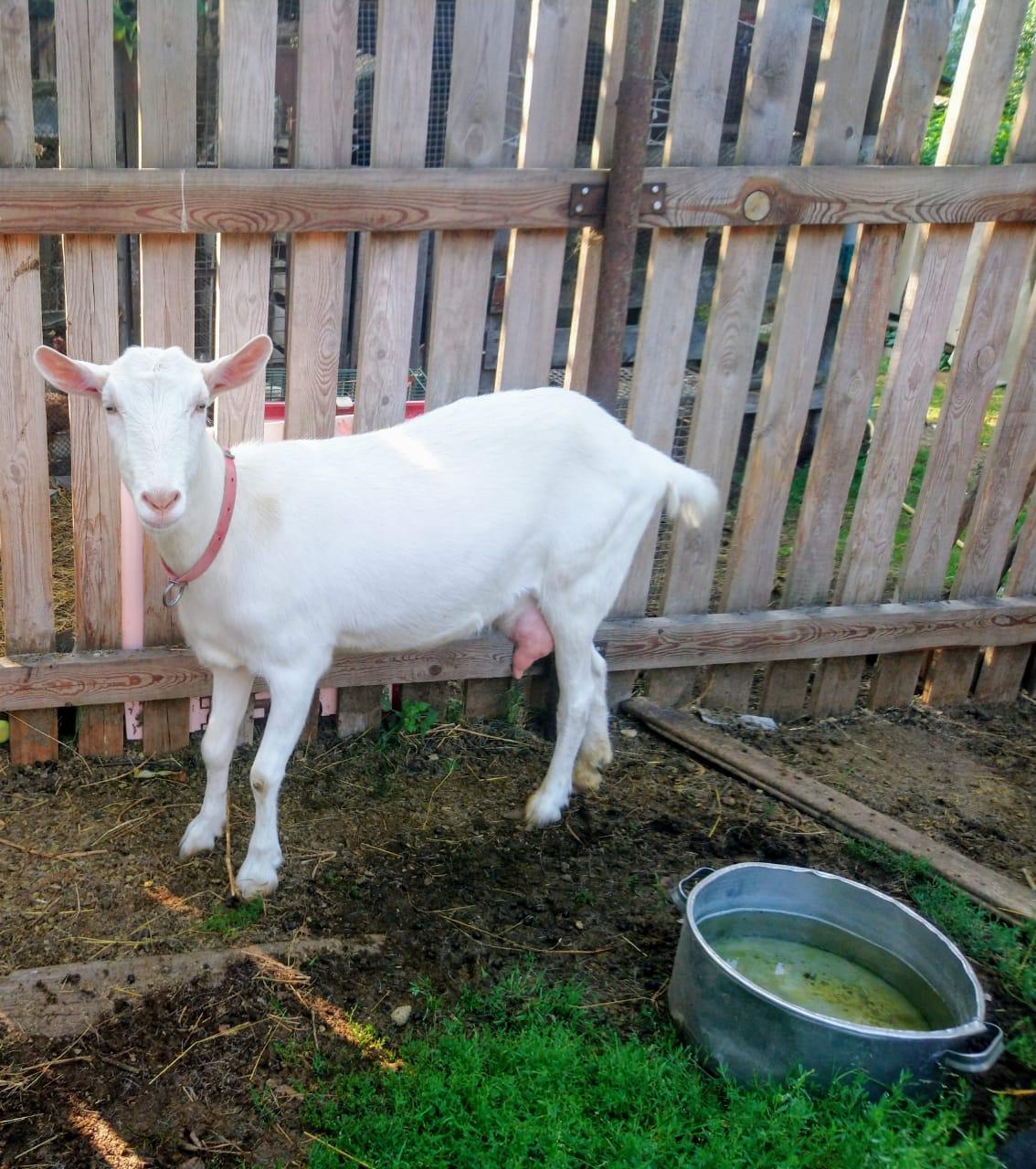 Заанинская коза - фотография № 3