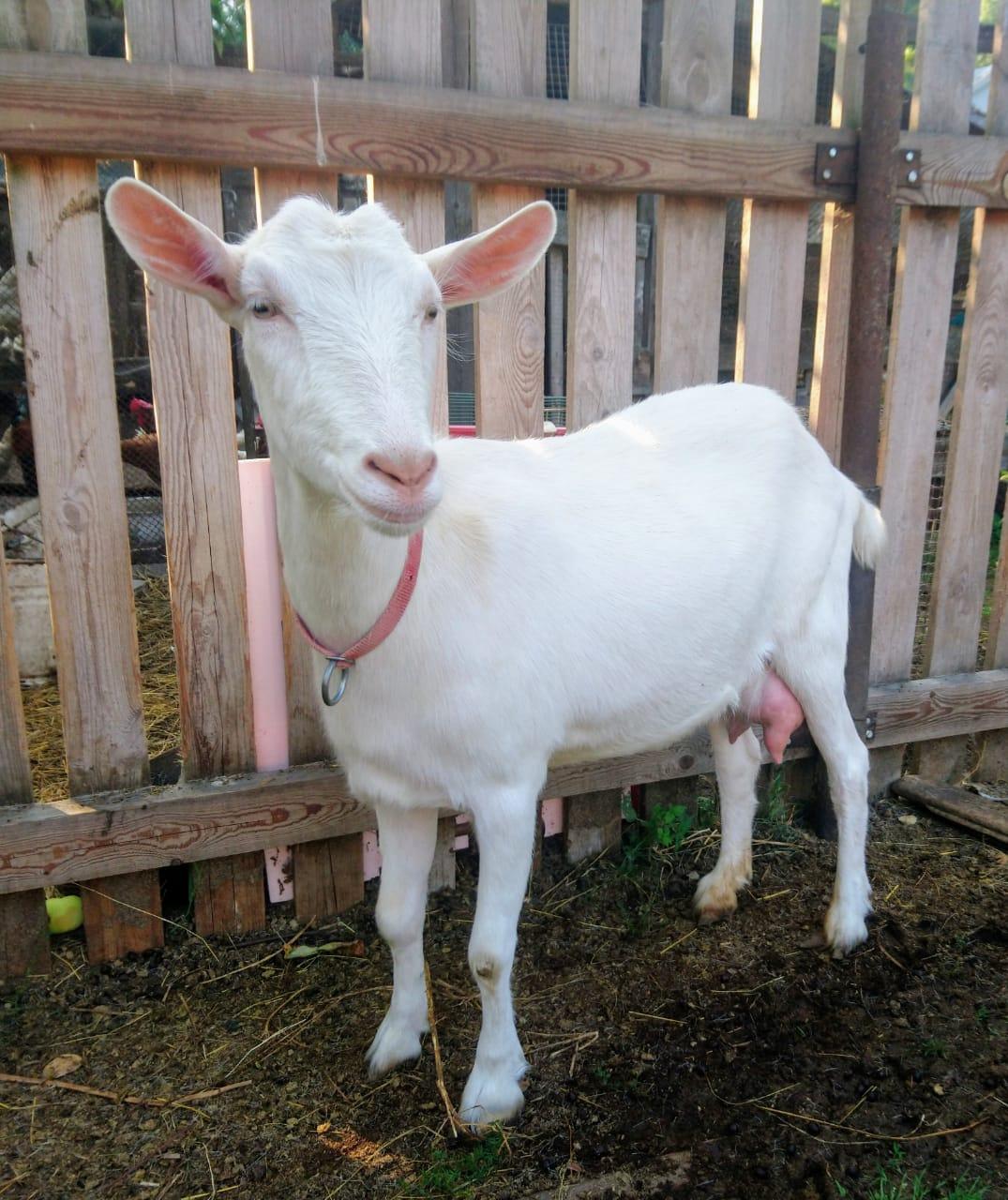 Заанинская коза - фотография № 1