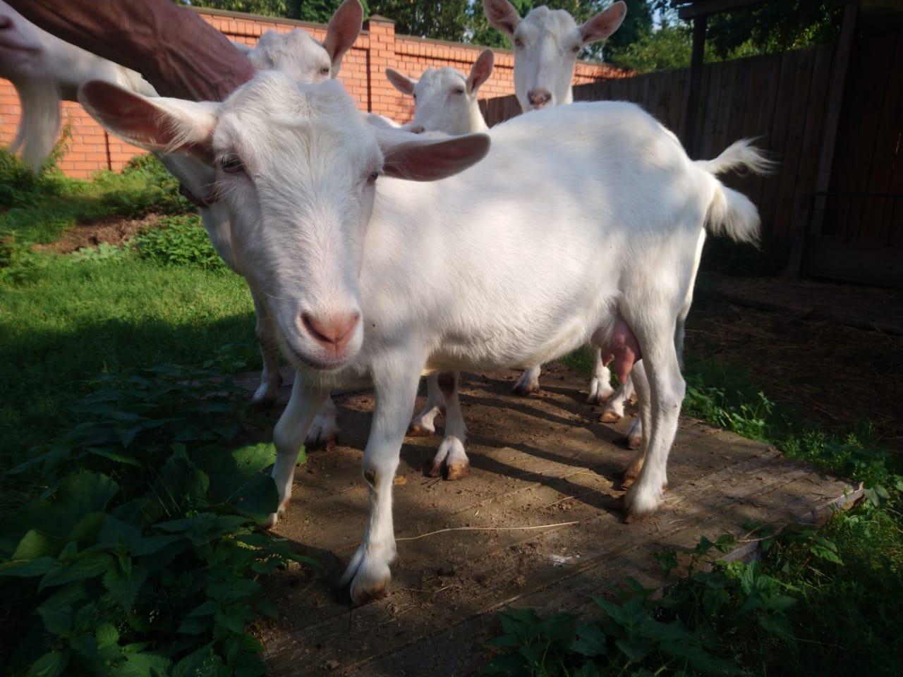 Заанинская коза - фотография № 4