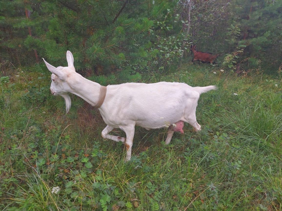 Купить козу в нижегородской. Купить козу в Нижегородской области дойную.