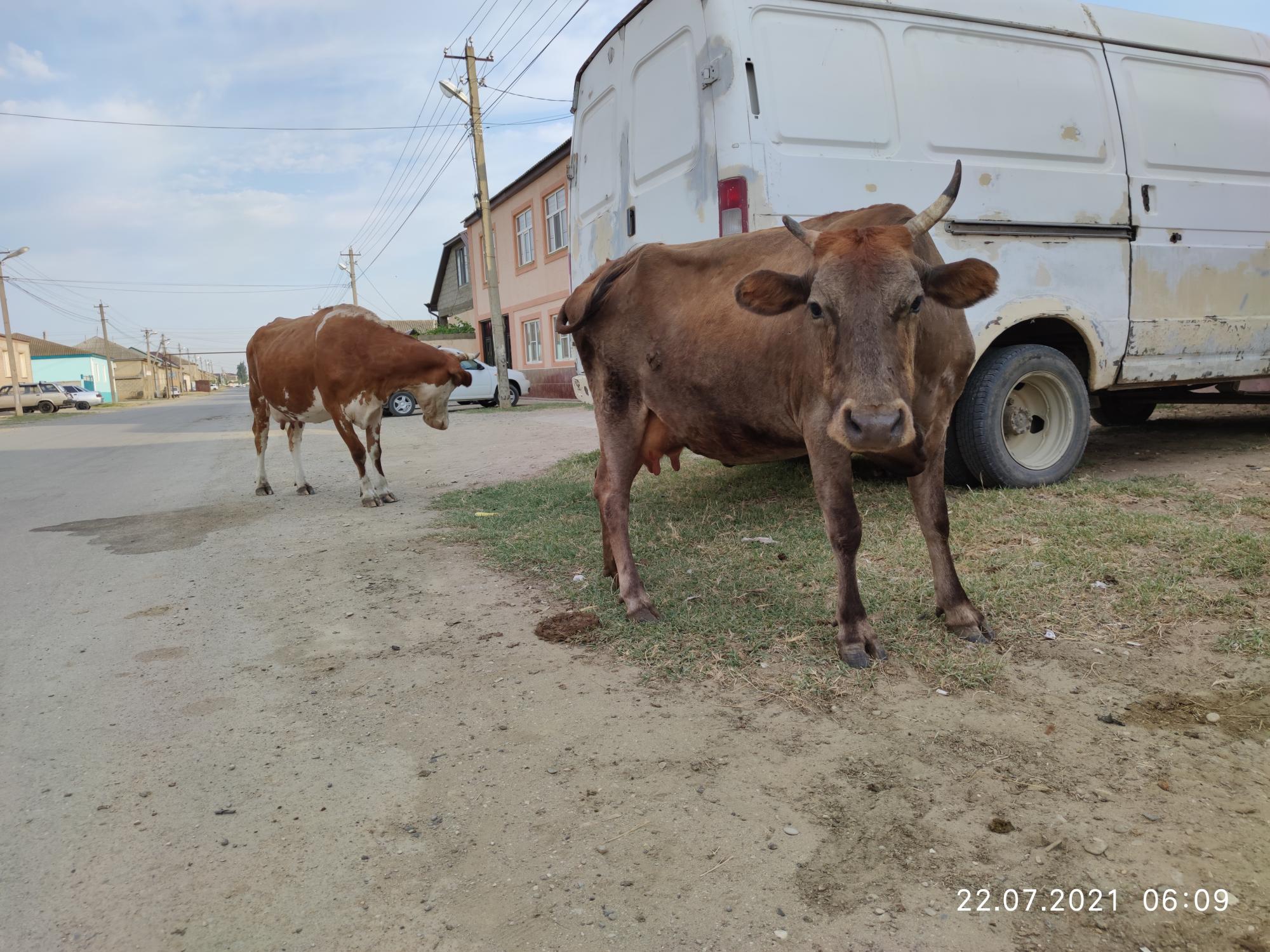 Коровы телята бычки - фотография № 2
