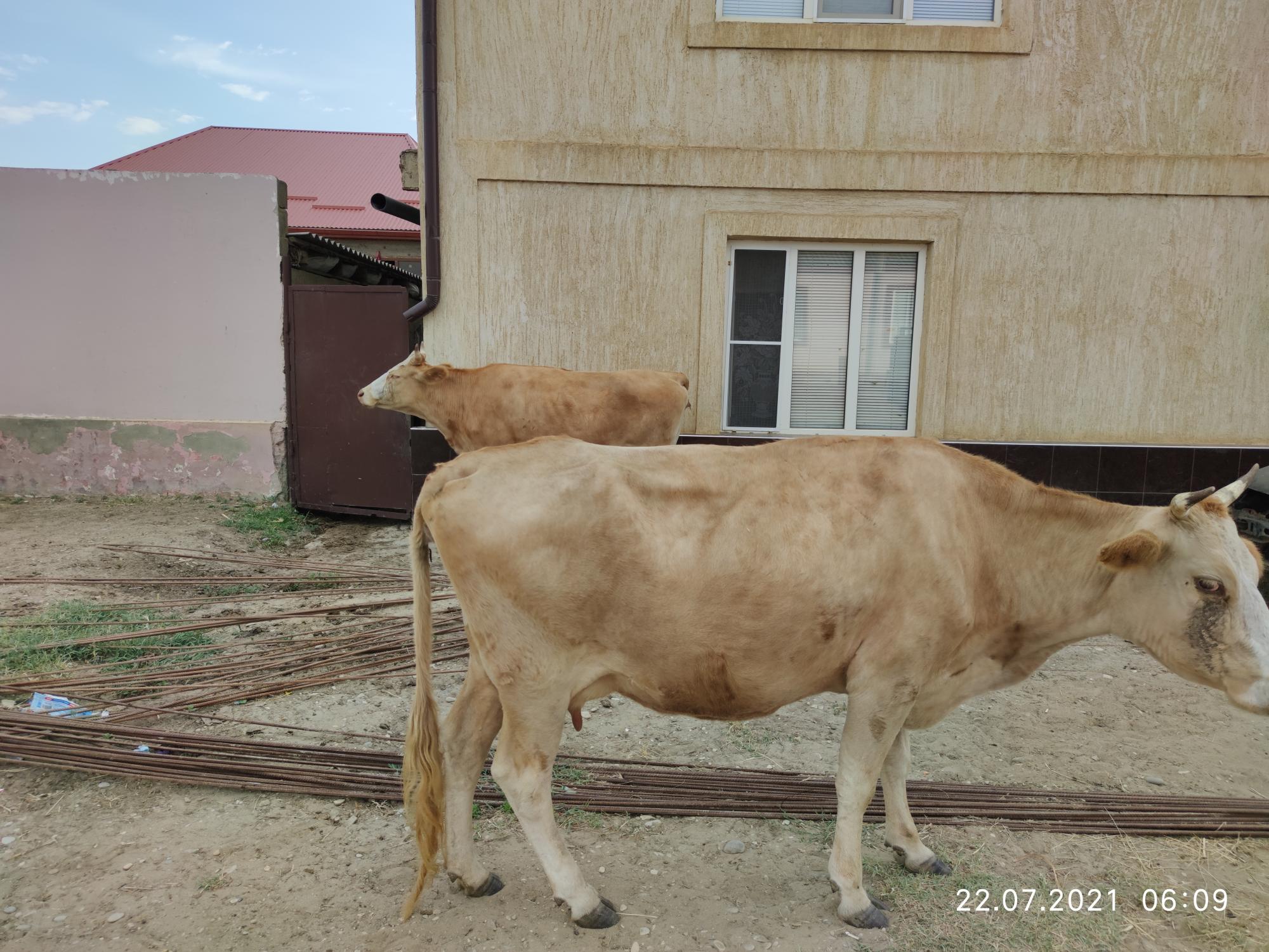 Коровы телята бычки - фотография № 3