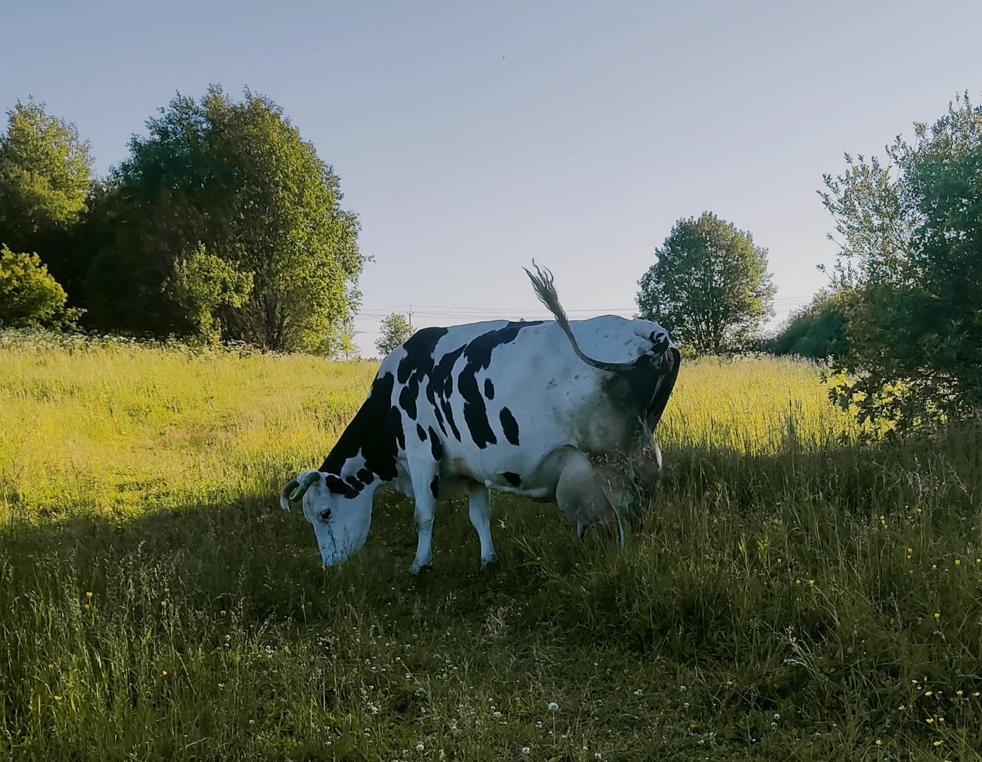 Коровы голштинской породы - фотография № 2