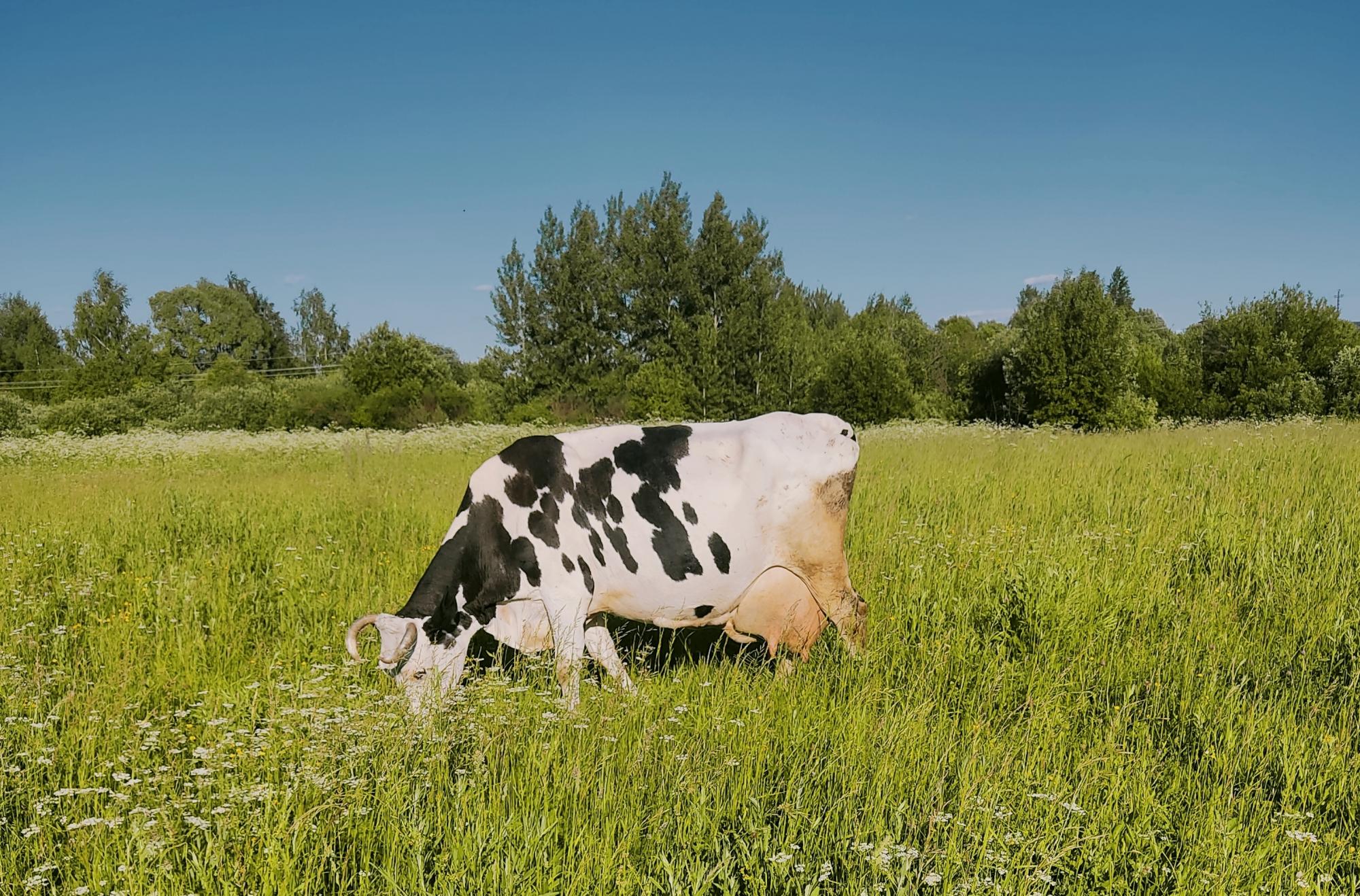 Коровы голштинской породы - фотография № 3