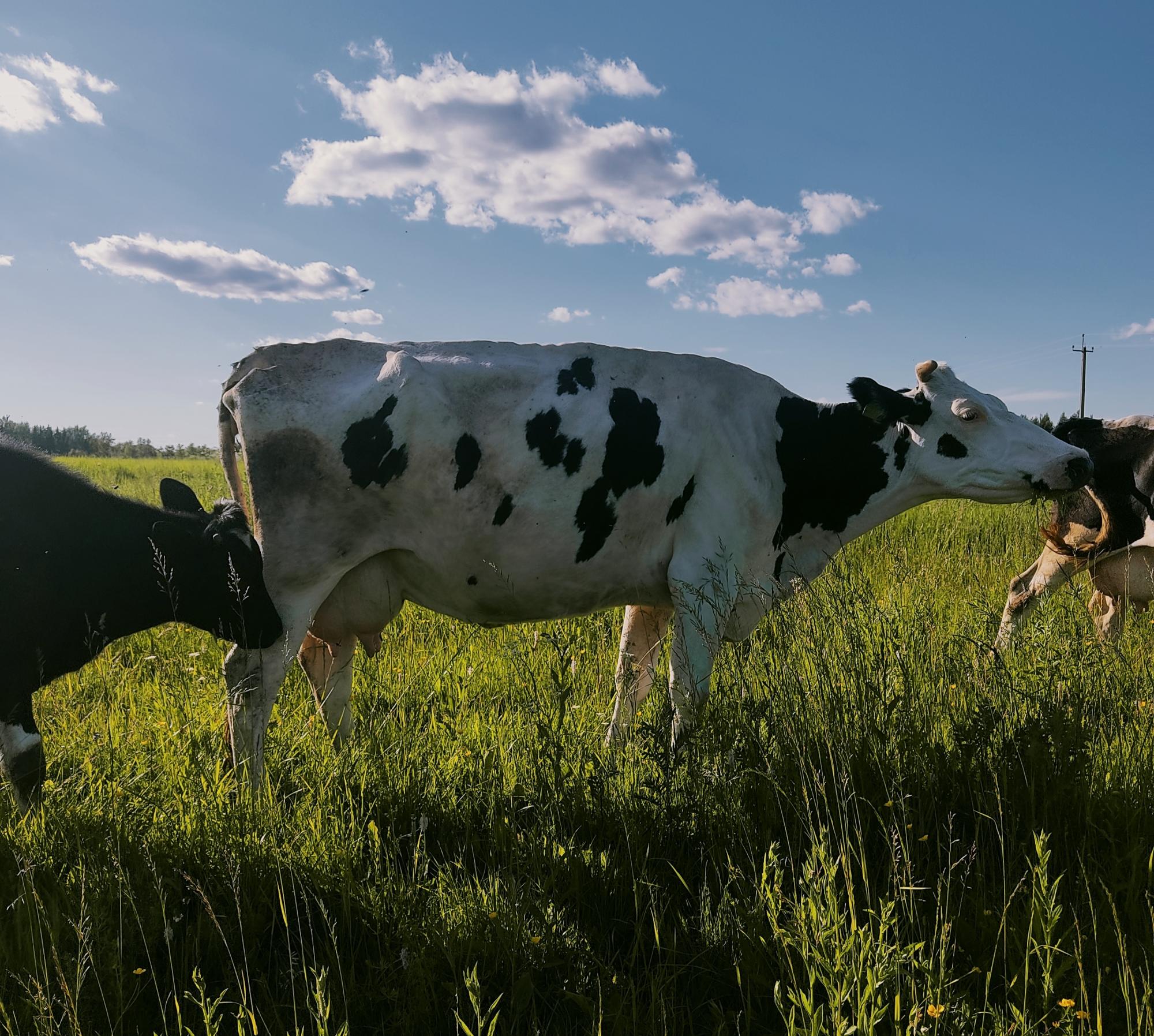 Коровы голштинской породы - фотография № 5
