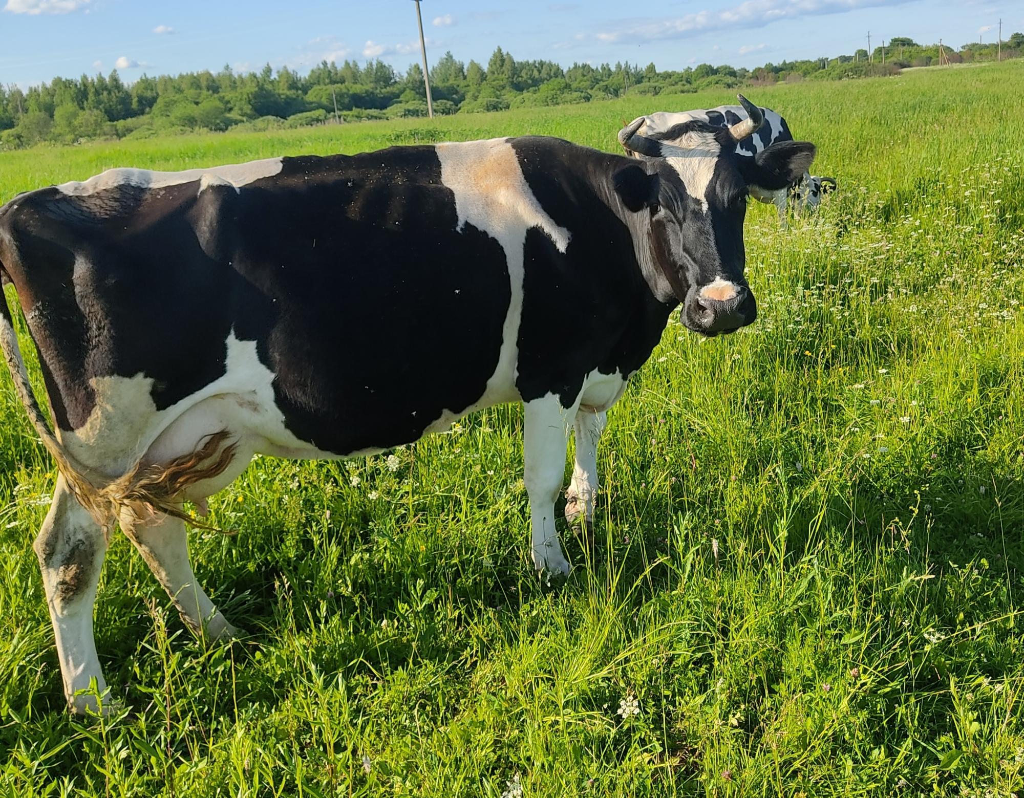 Коровы голштинской породы, цена 130000 руб. купить в Мытищах