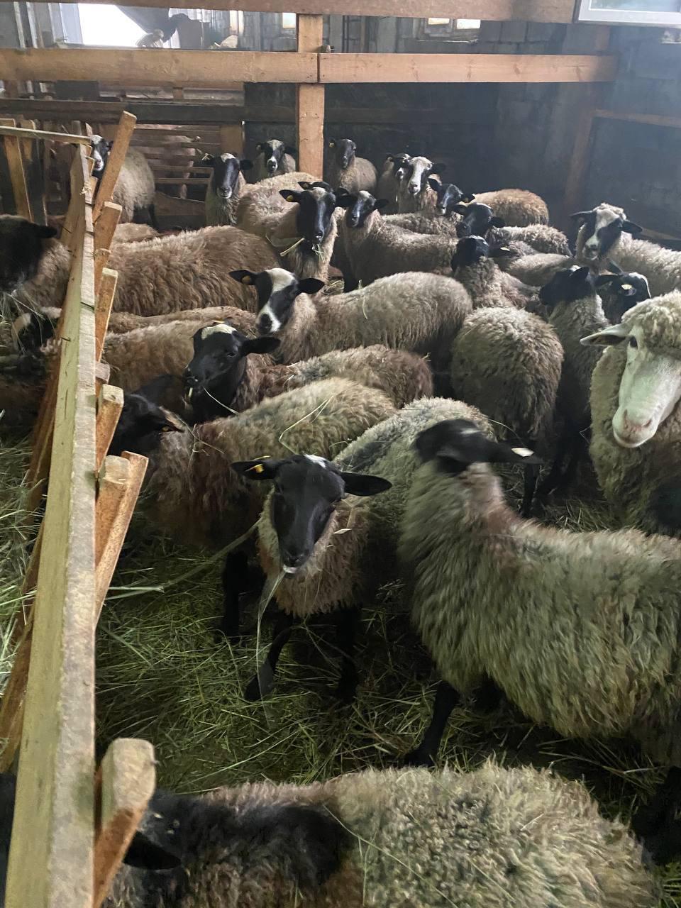 Овцы и бараны романовские - фотография № 3