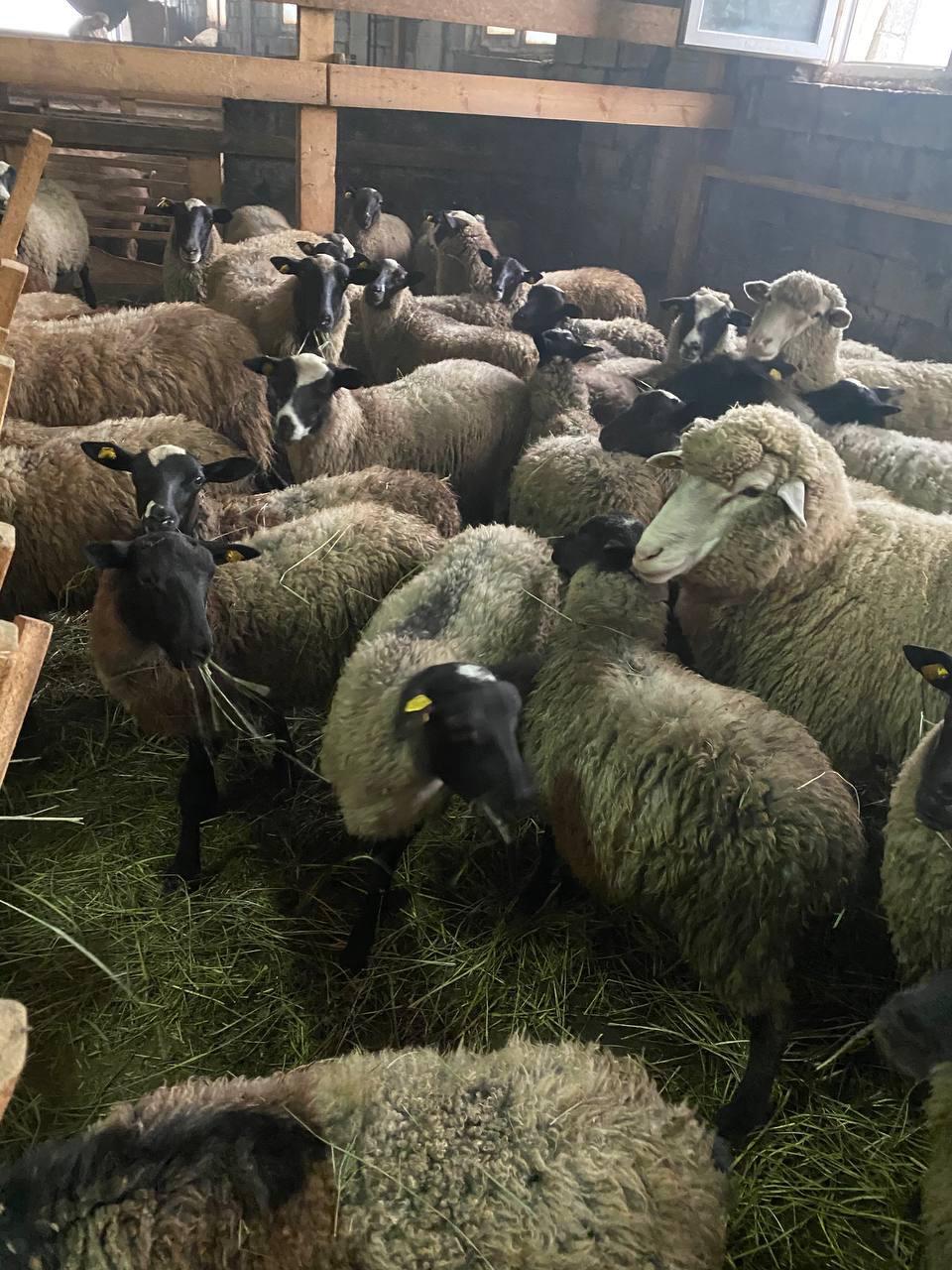 Овцы и бараны романовские - фотография № 4