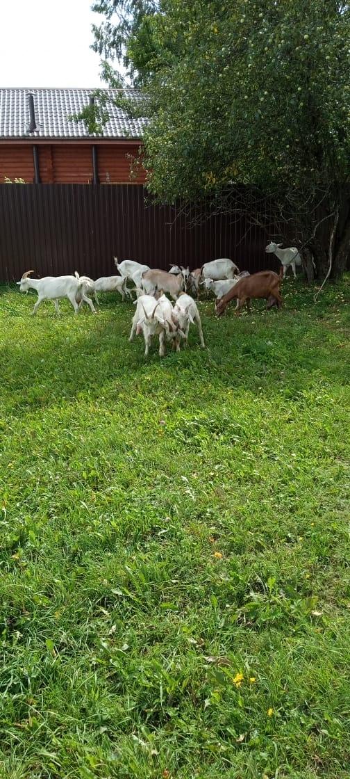 Зааненские козы и Нубийские козлы - фотография № 2