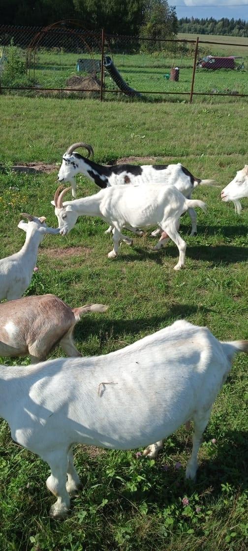 Зааненские козы и Нубийские козлы - фотография № 5