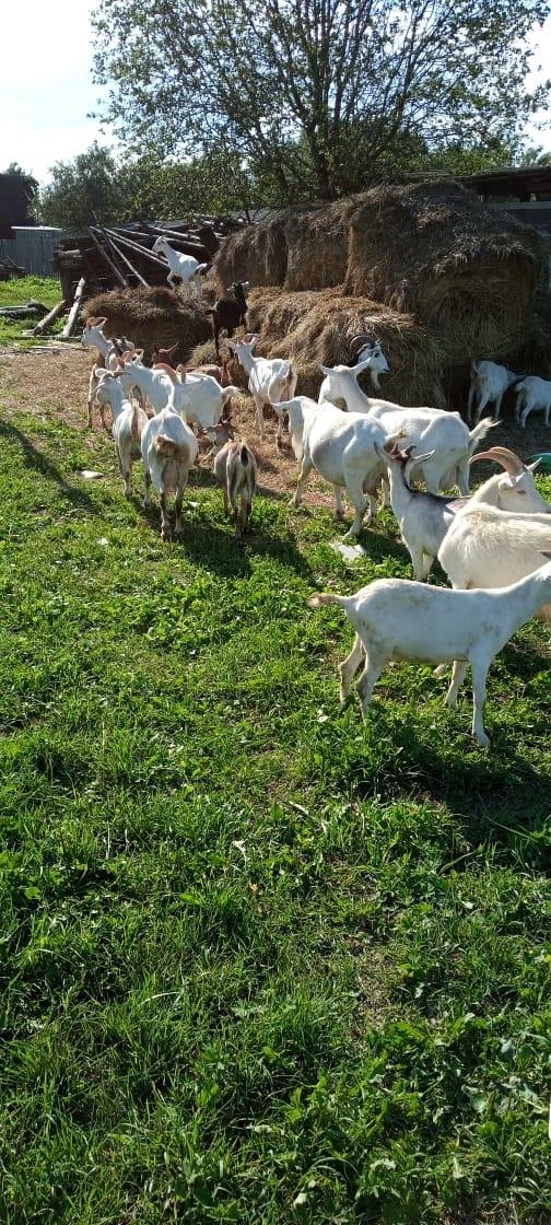 Зааненские козы и Нубийские козлы - фотография № 6