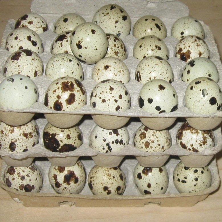 Перепелиные инкубационные и столовые яйца - фотография № 1